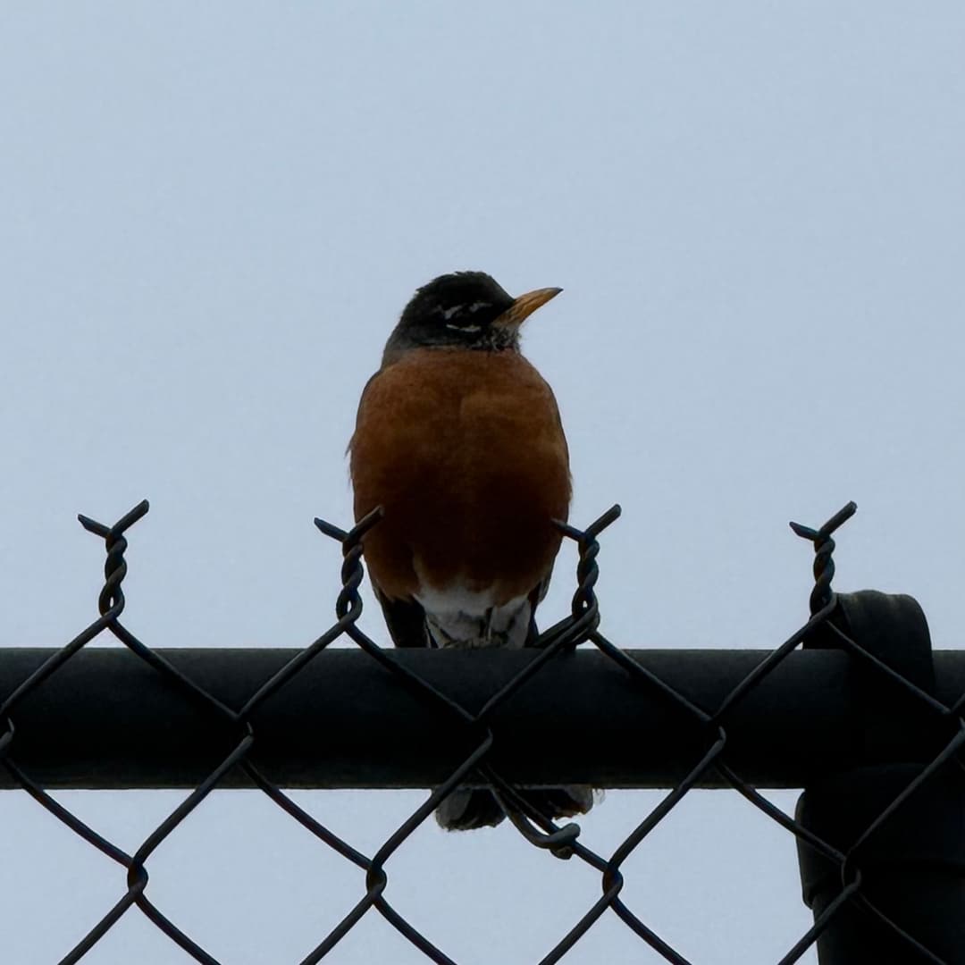 american robin