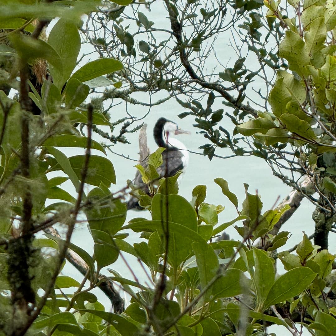 australian pied cormorant