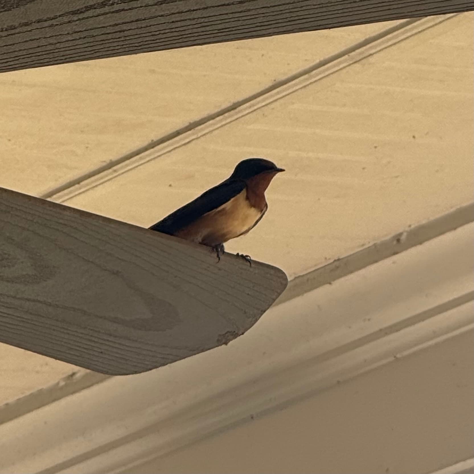 barn swallow