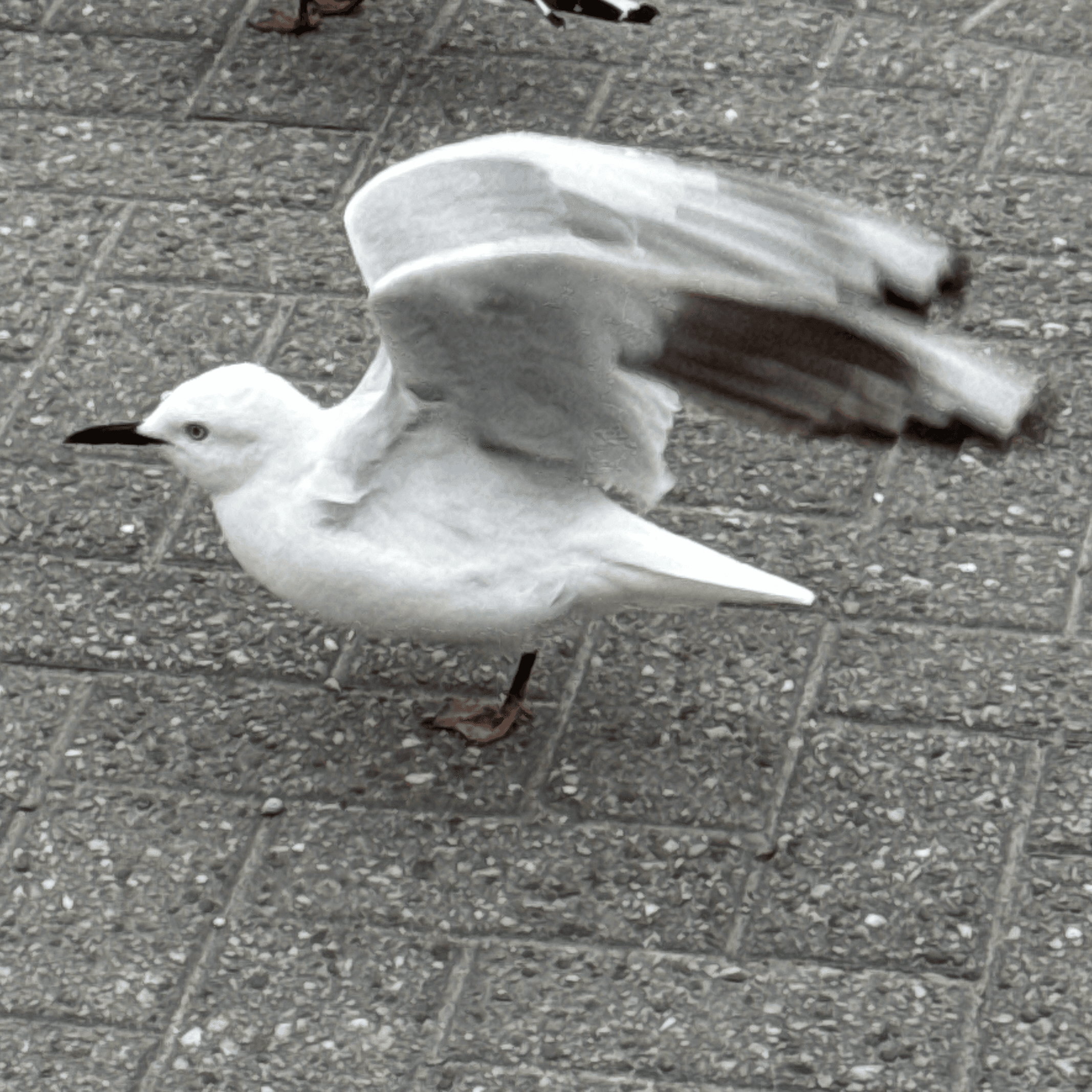 black_billed_gull