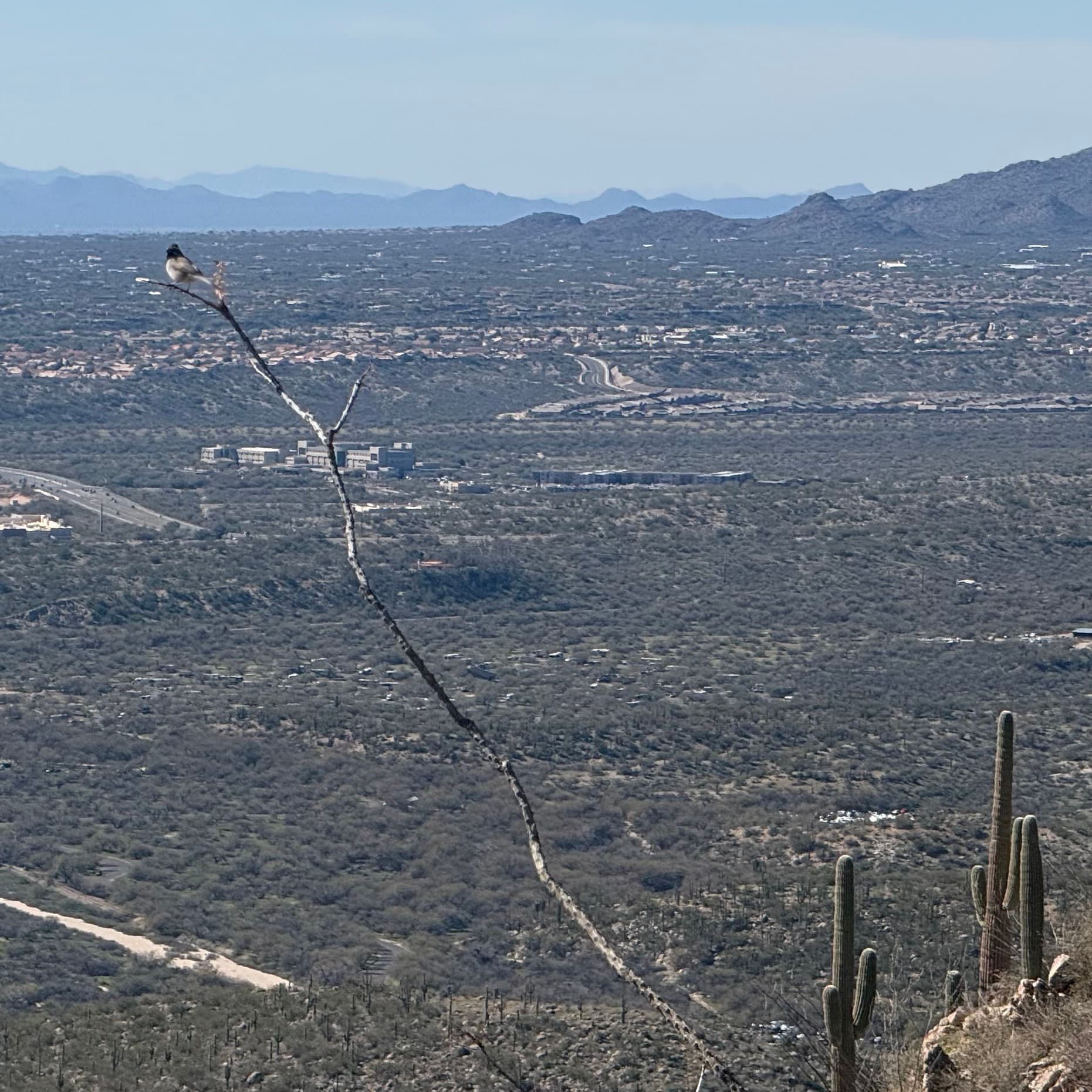 black throated sparrow
