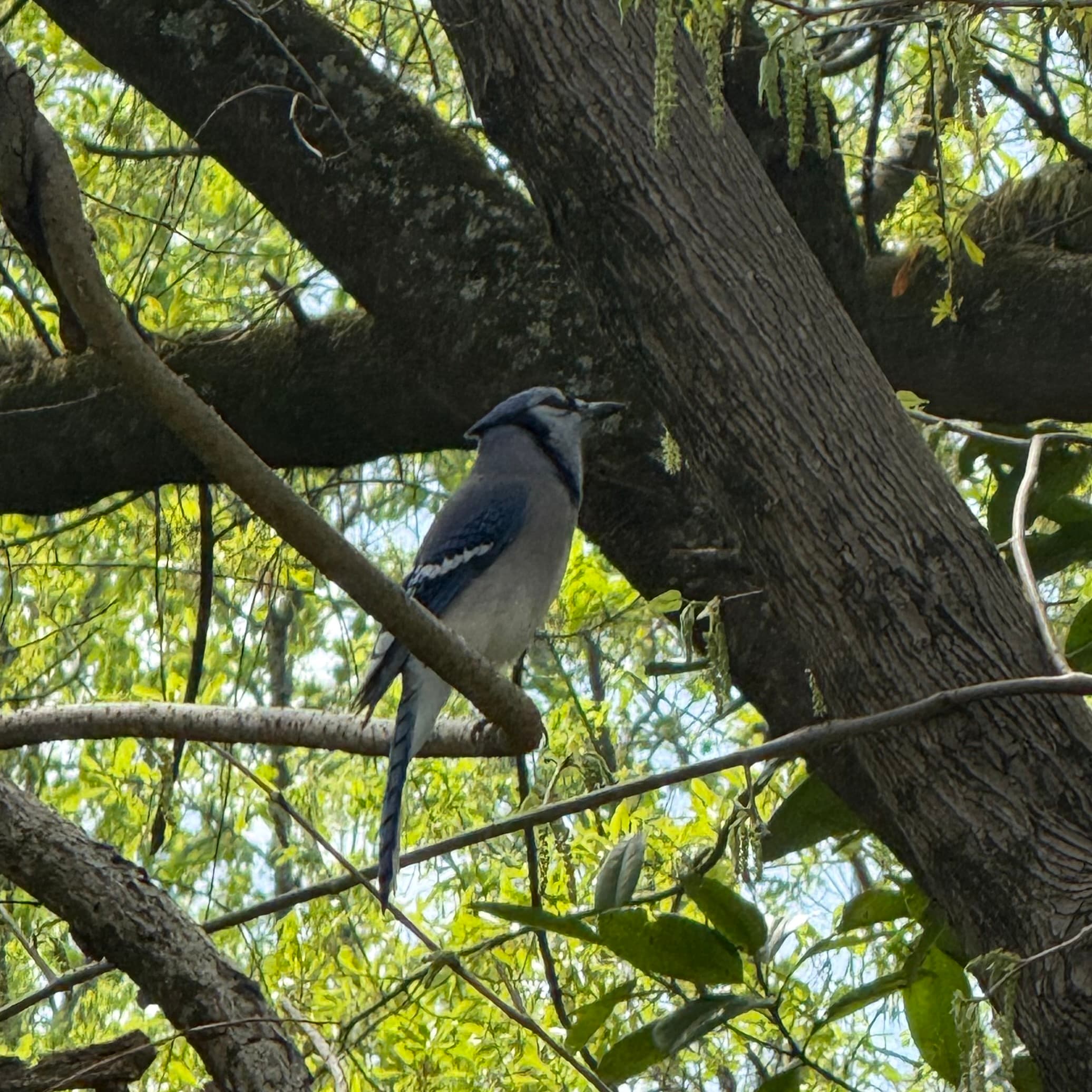 blue jay
