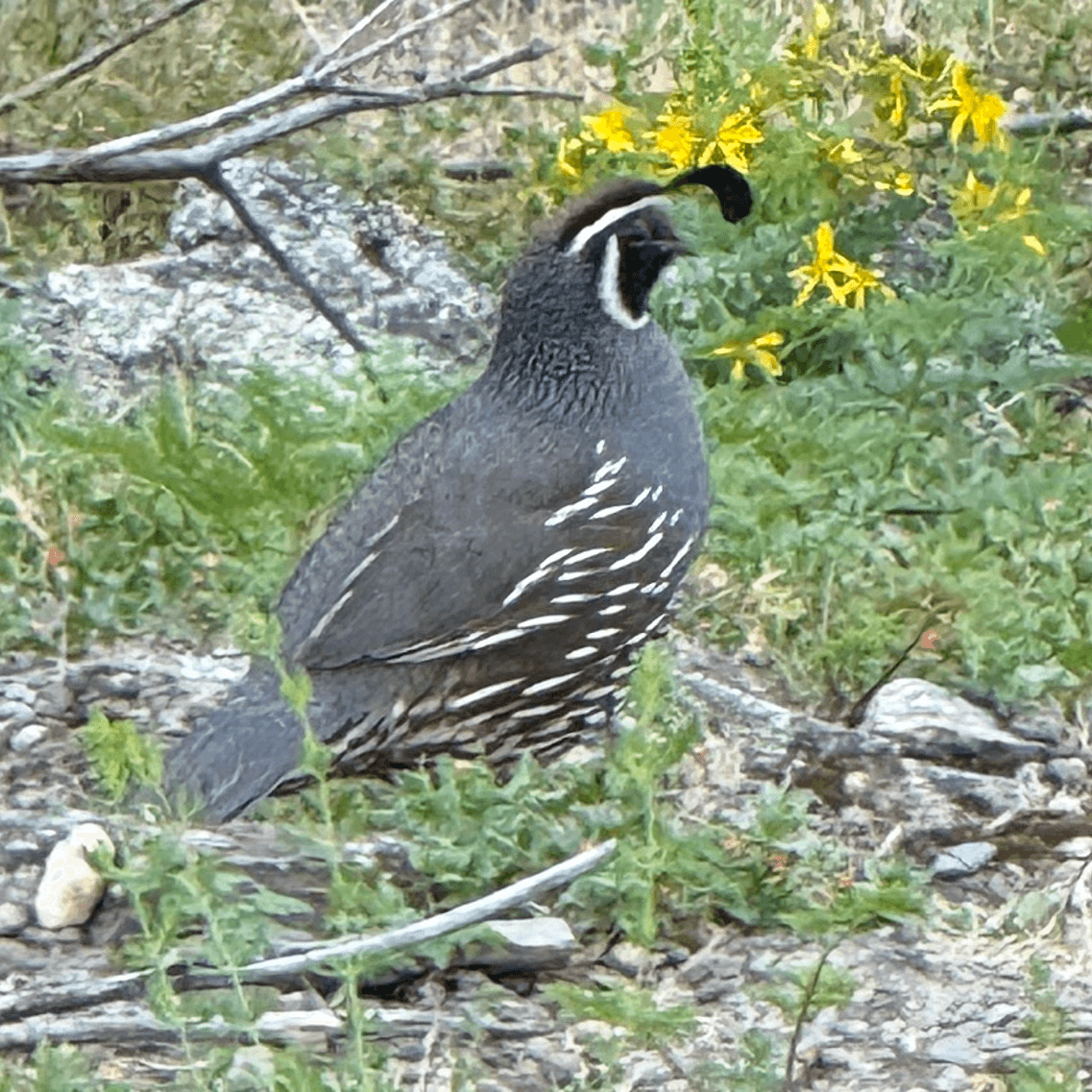 california_quail