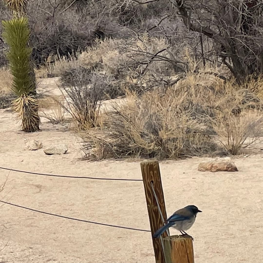california scrub jay