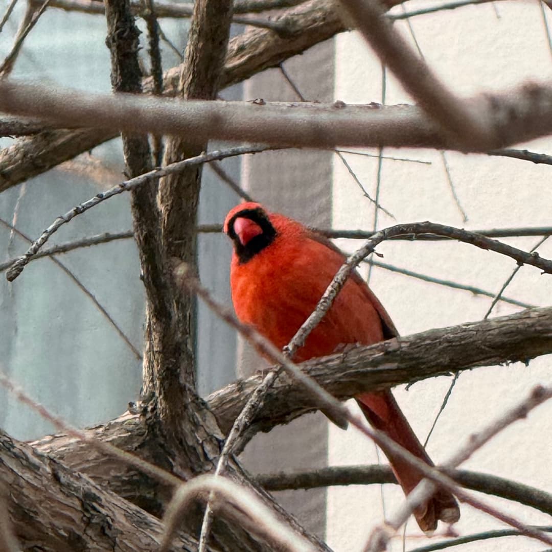 cardinal