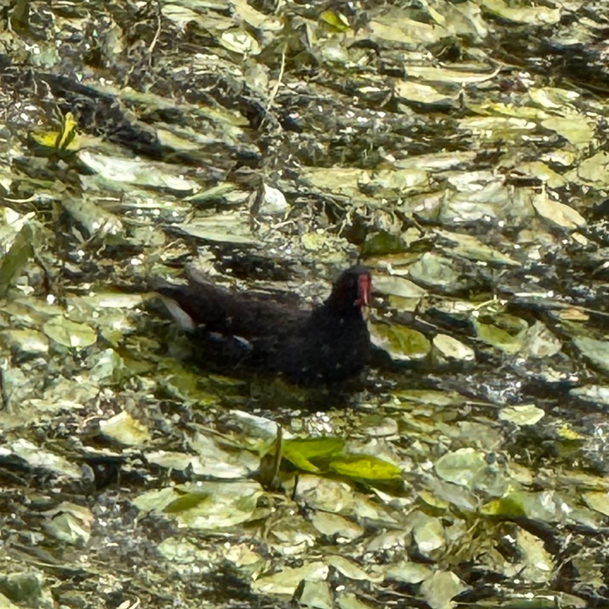 common moorhen