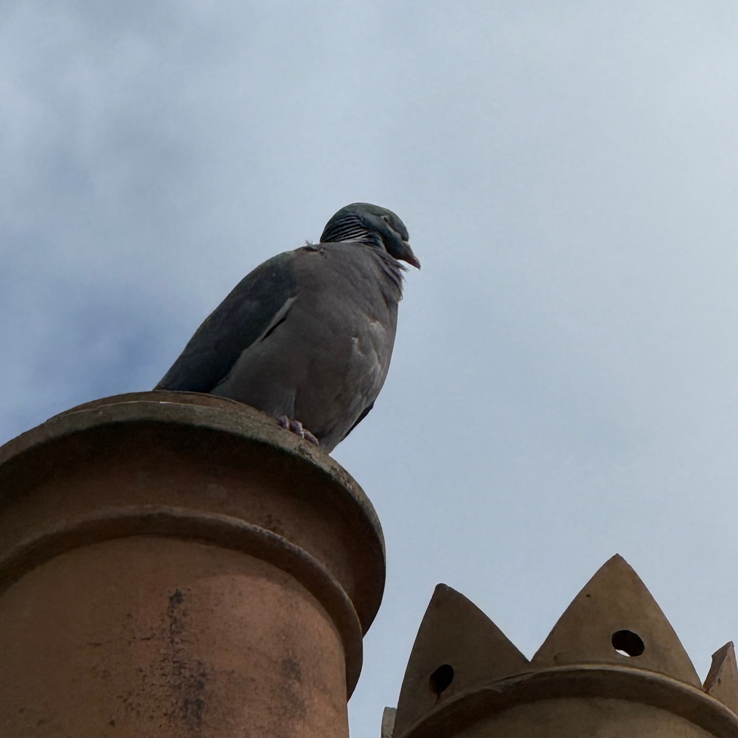 common wood pigeon