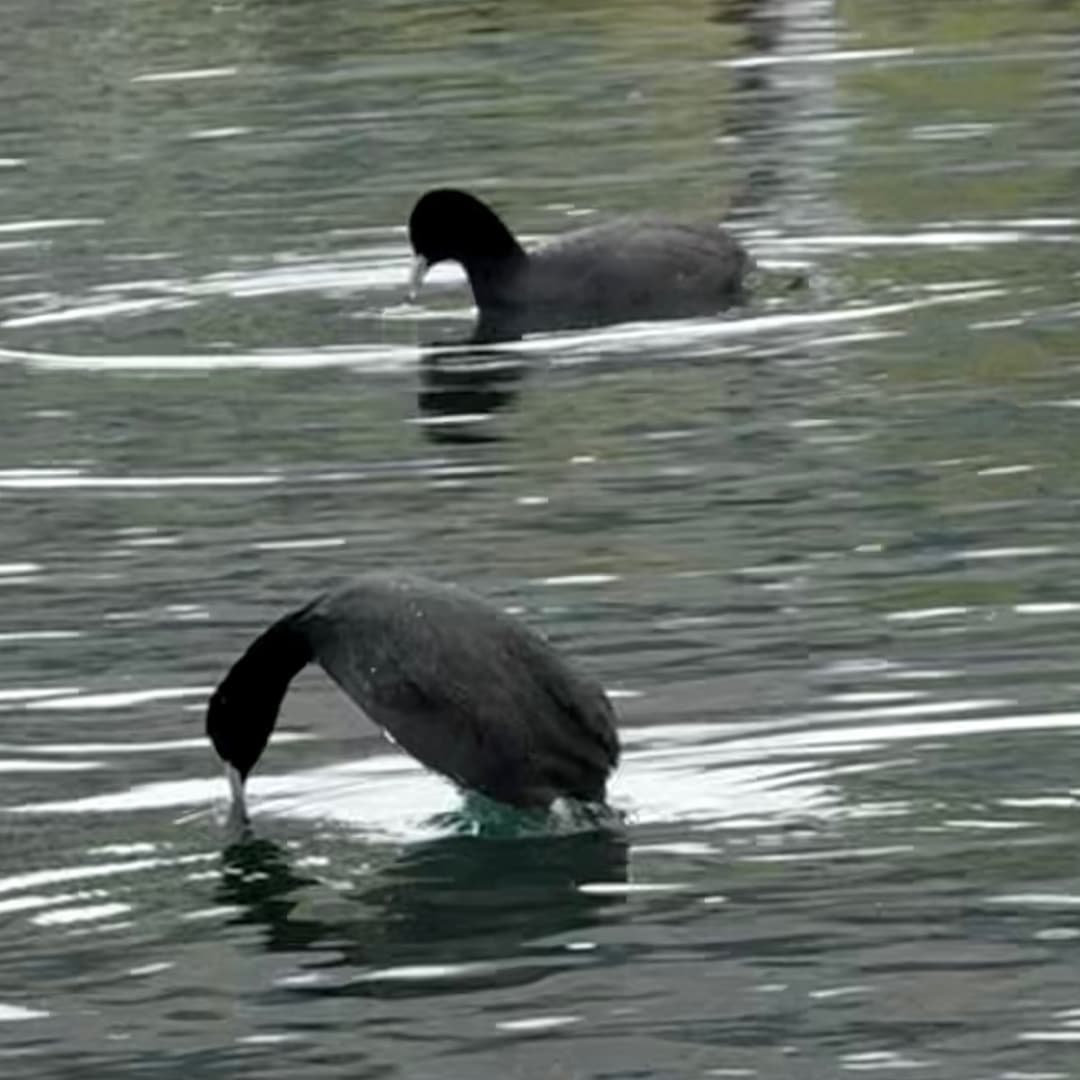 coot