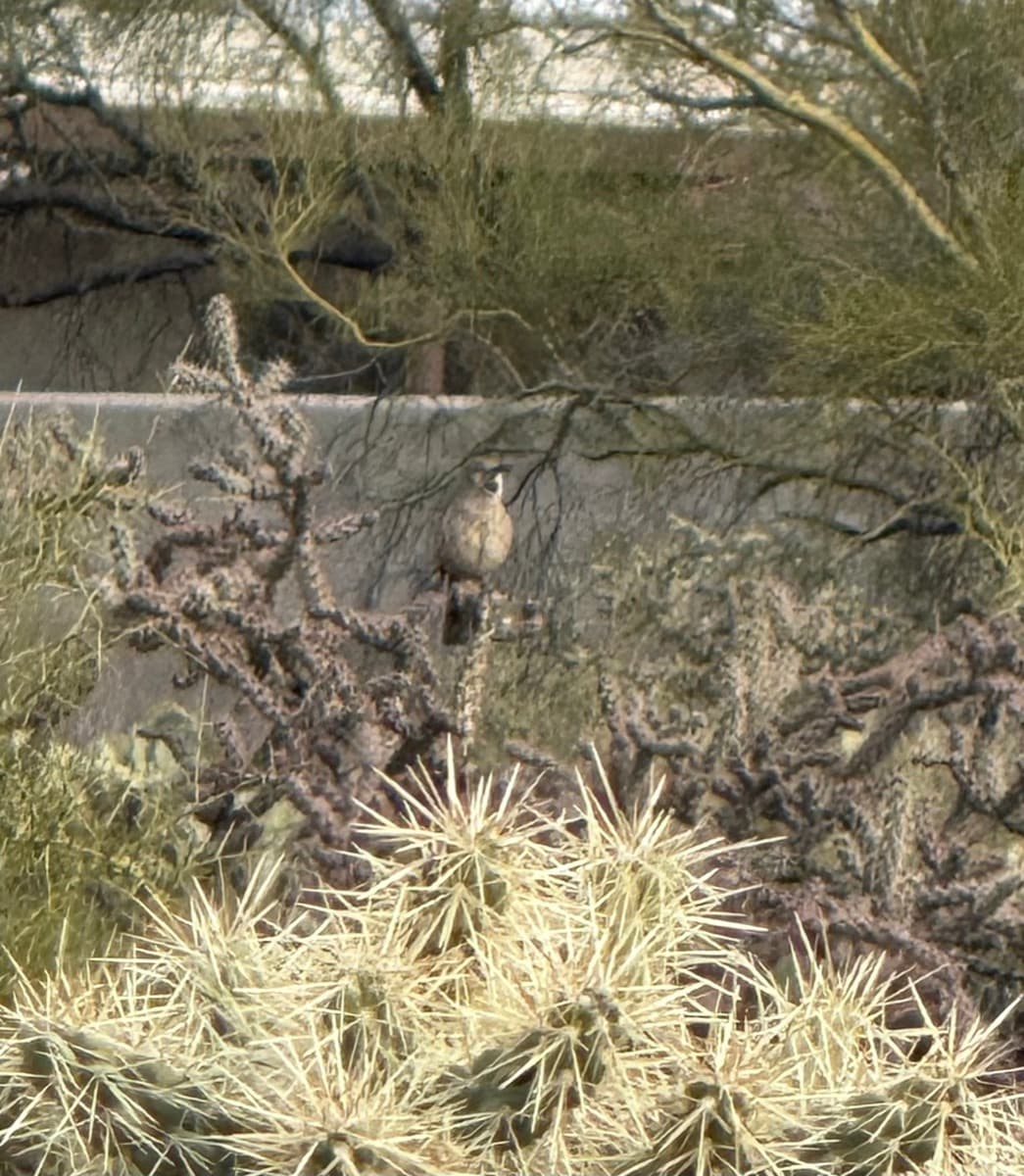curve billed thrasher