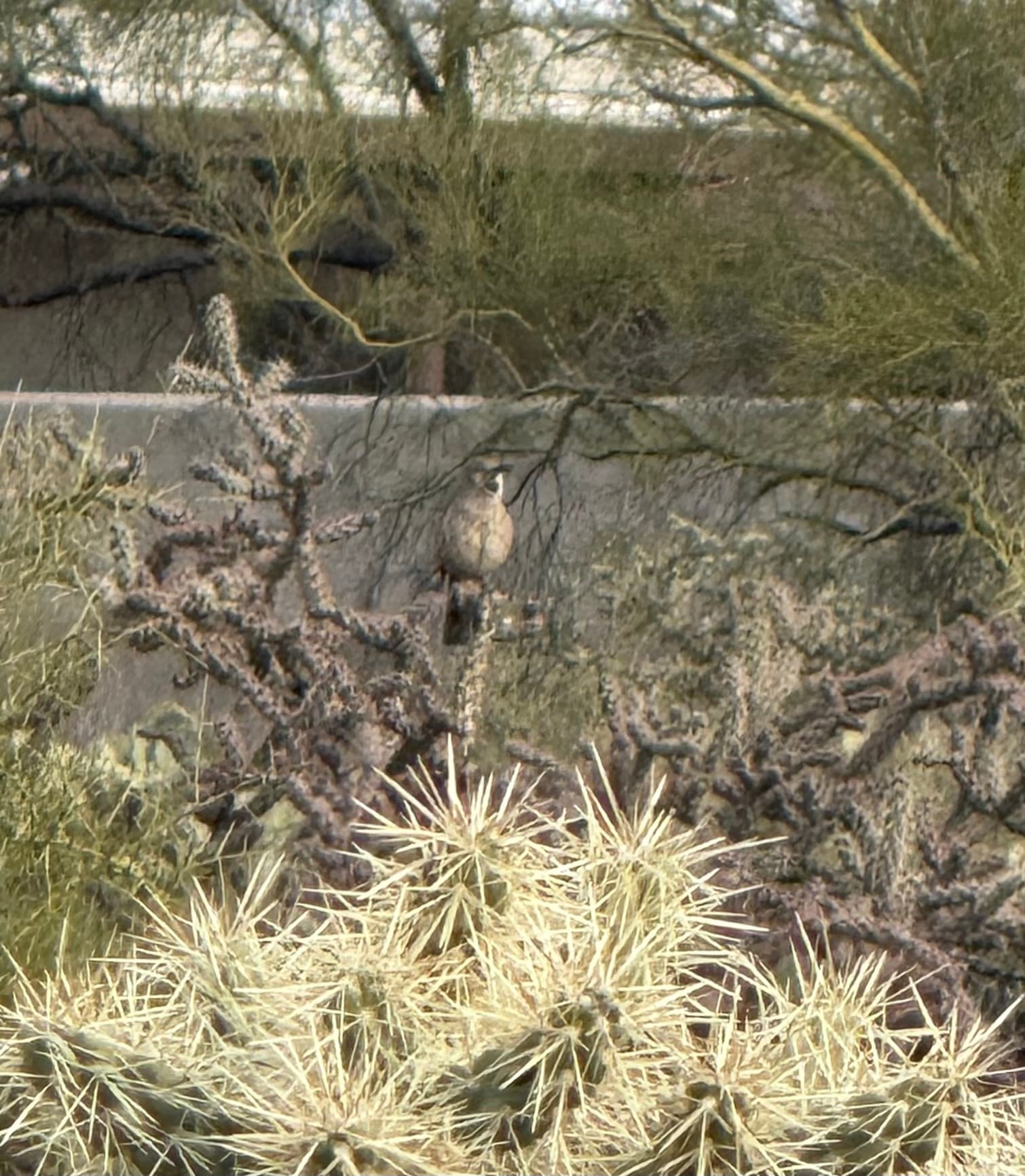 curve billed thrasher