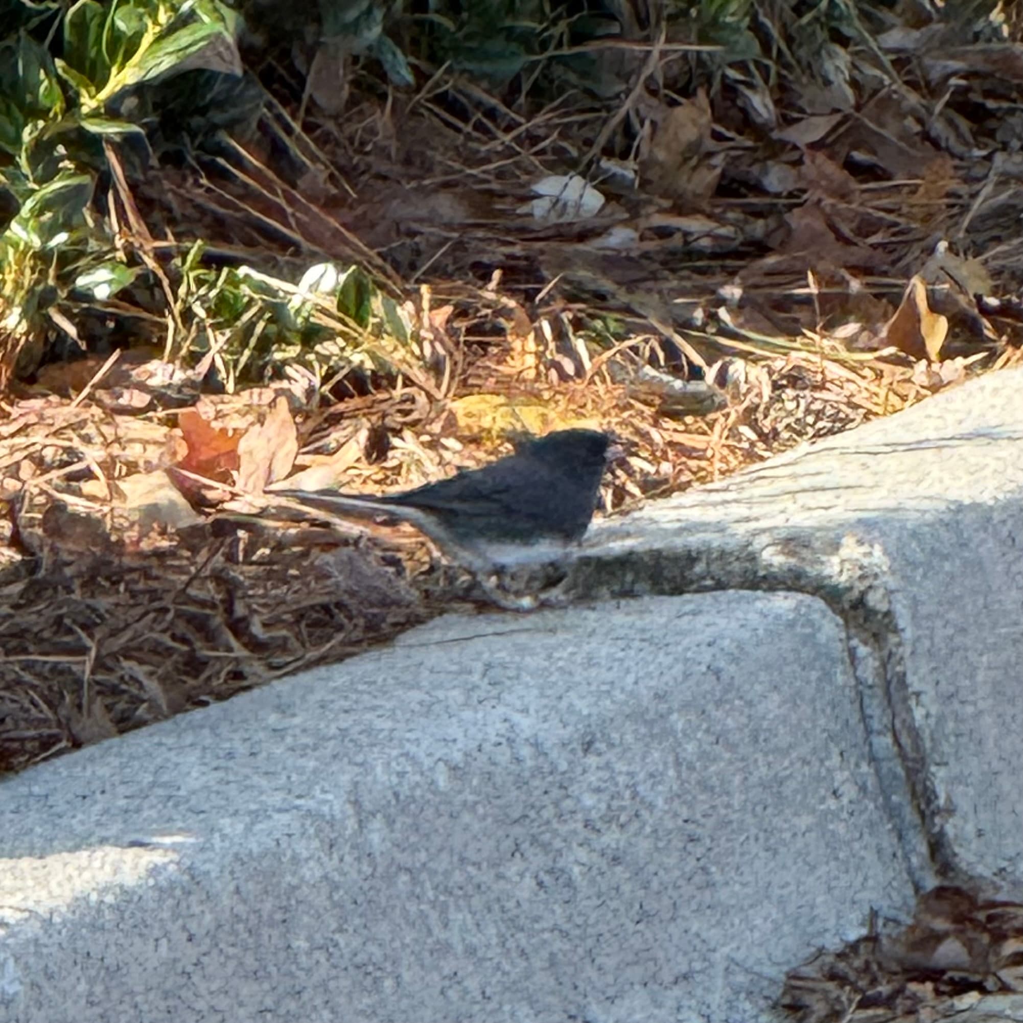 dark eyed junco
