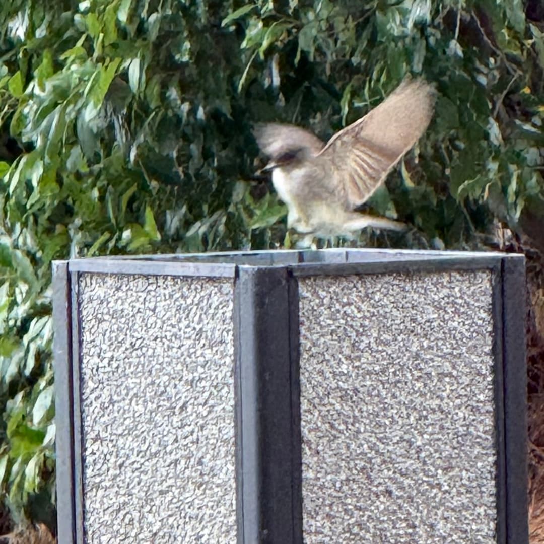 eastern phoebe