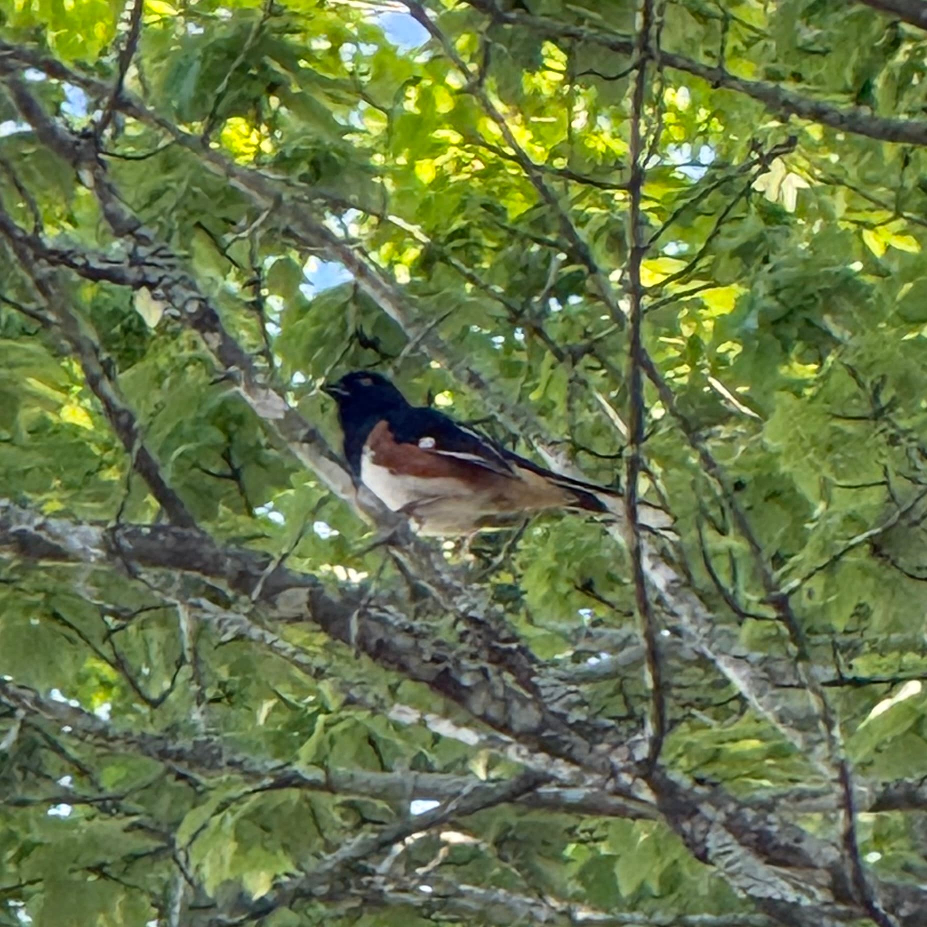 eastern towhee