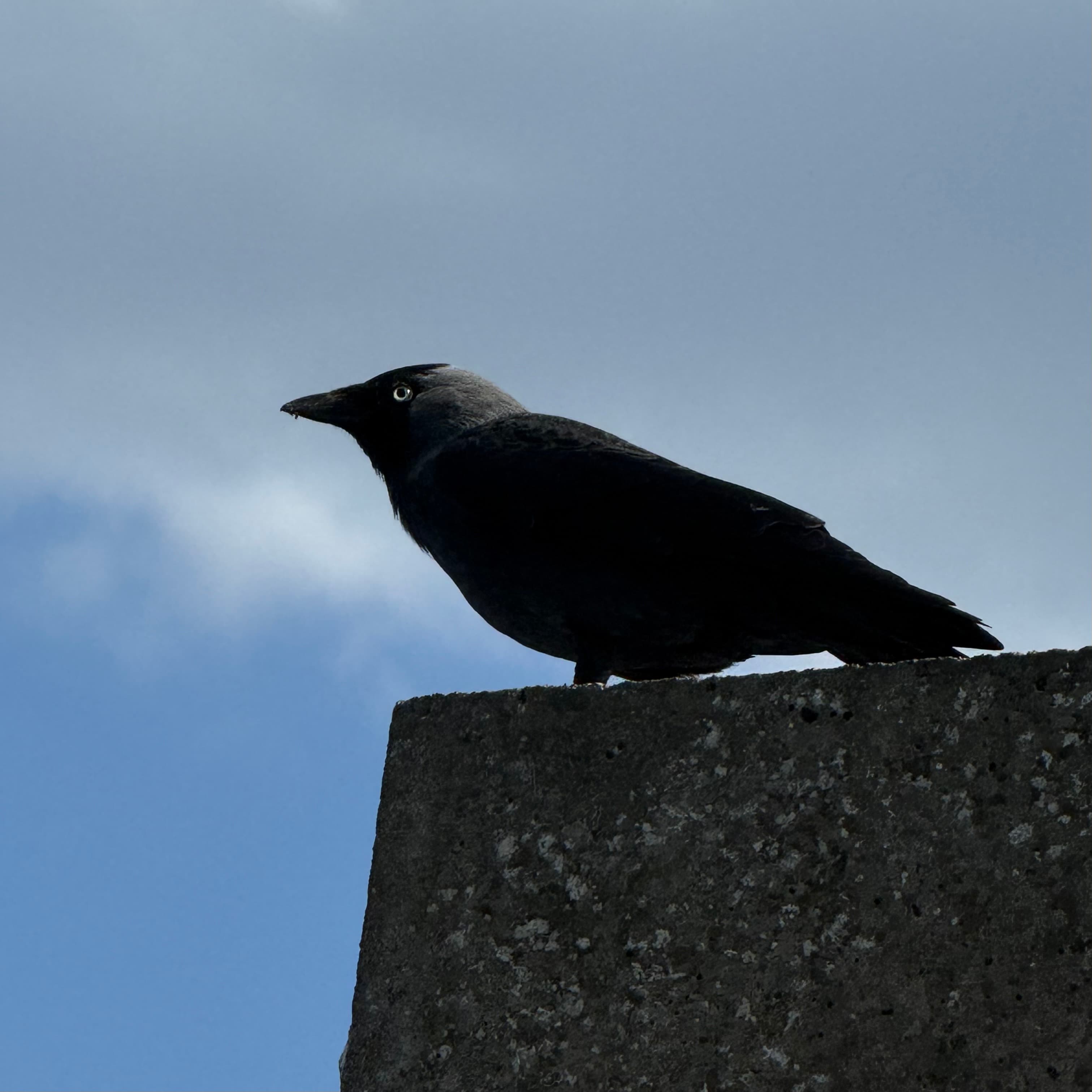 eurasian jackdaw