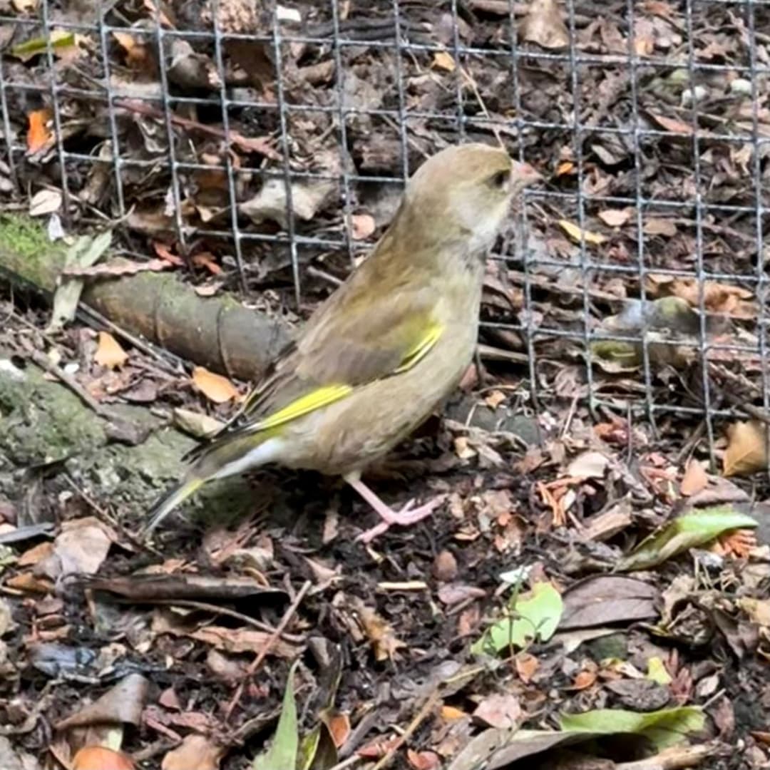 european greenfinch