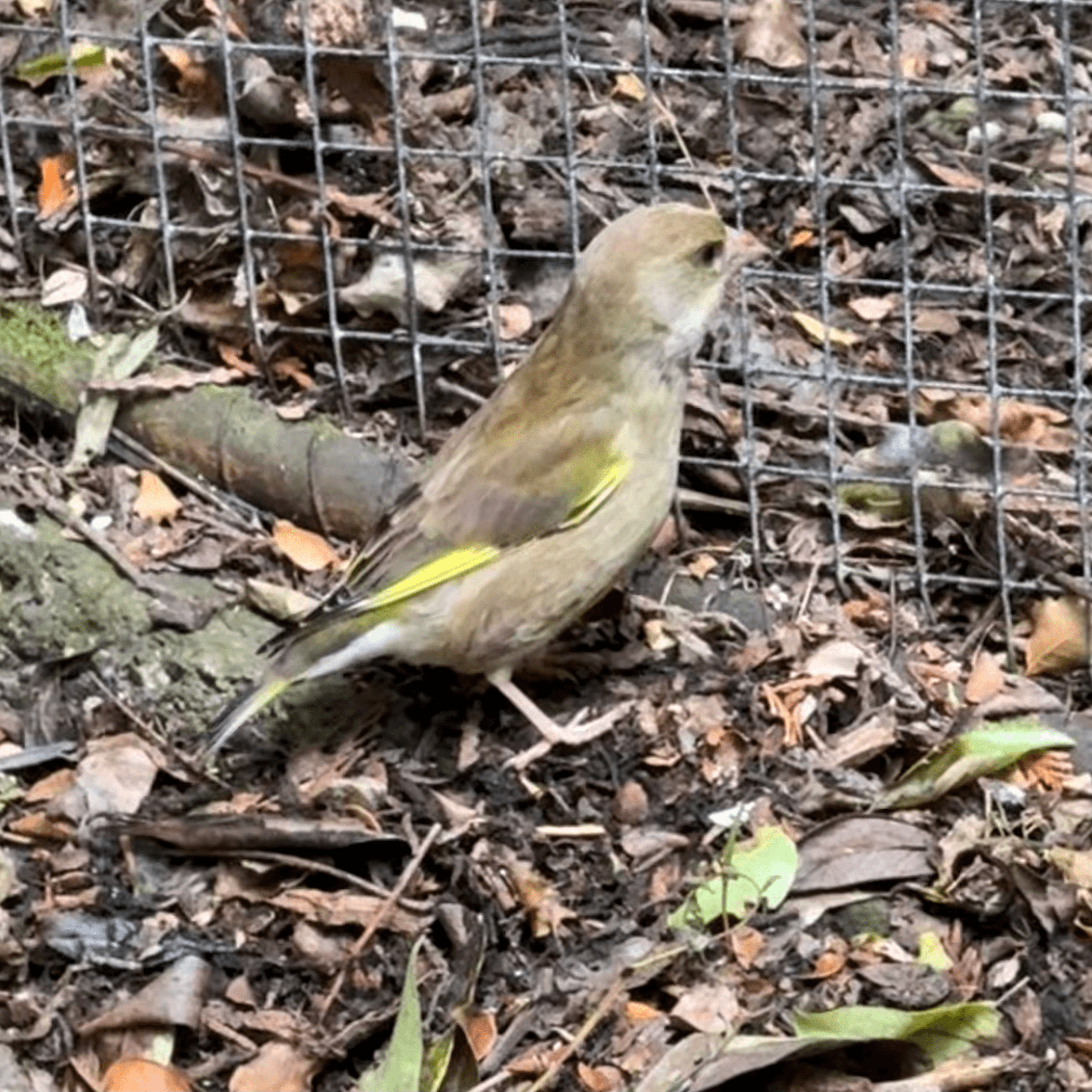 european_greenfinch
