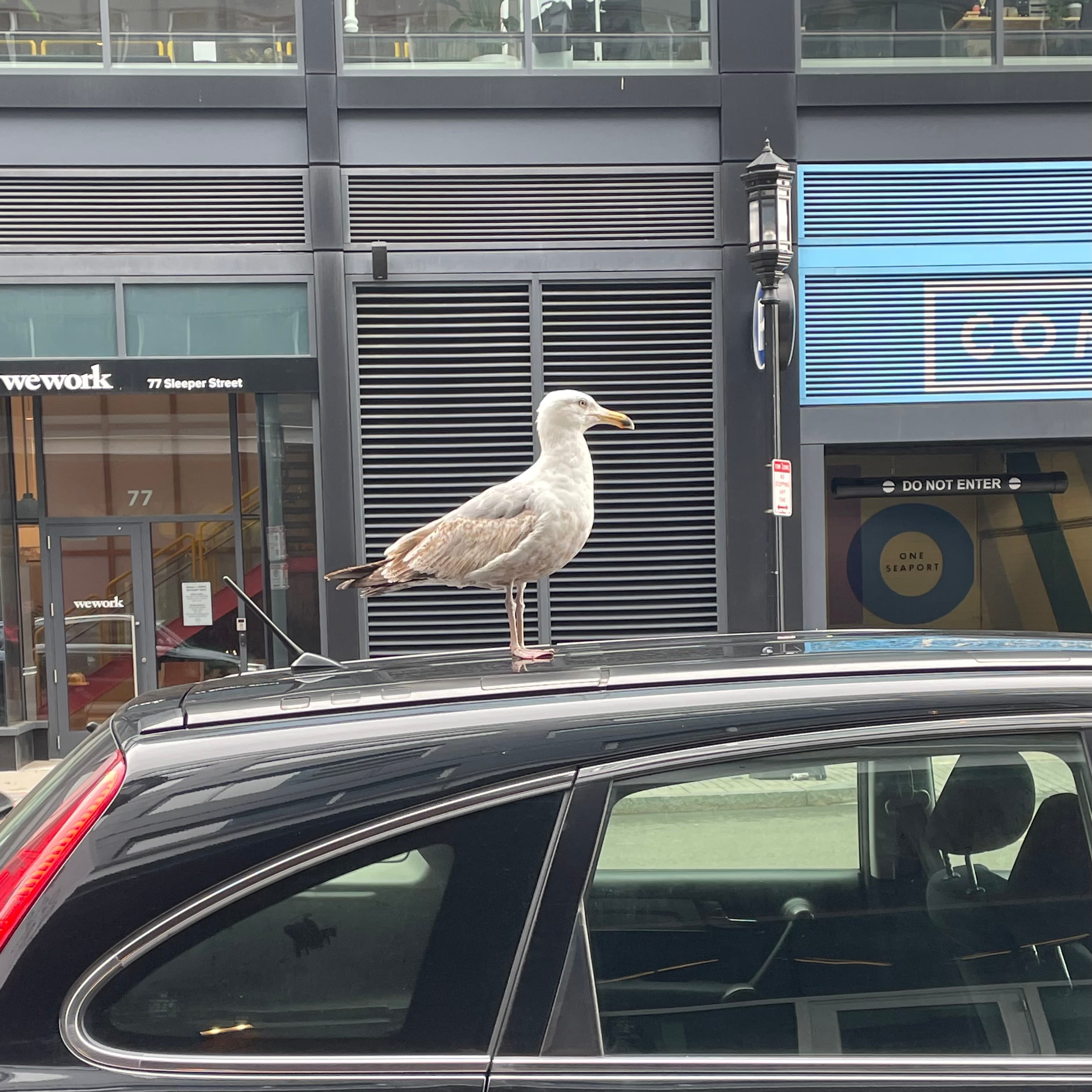 european herring gull