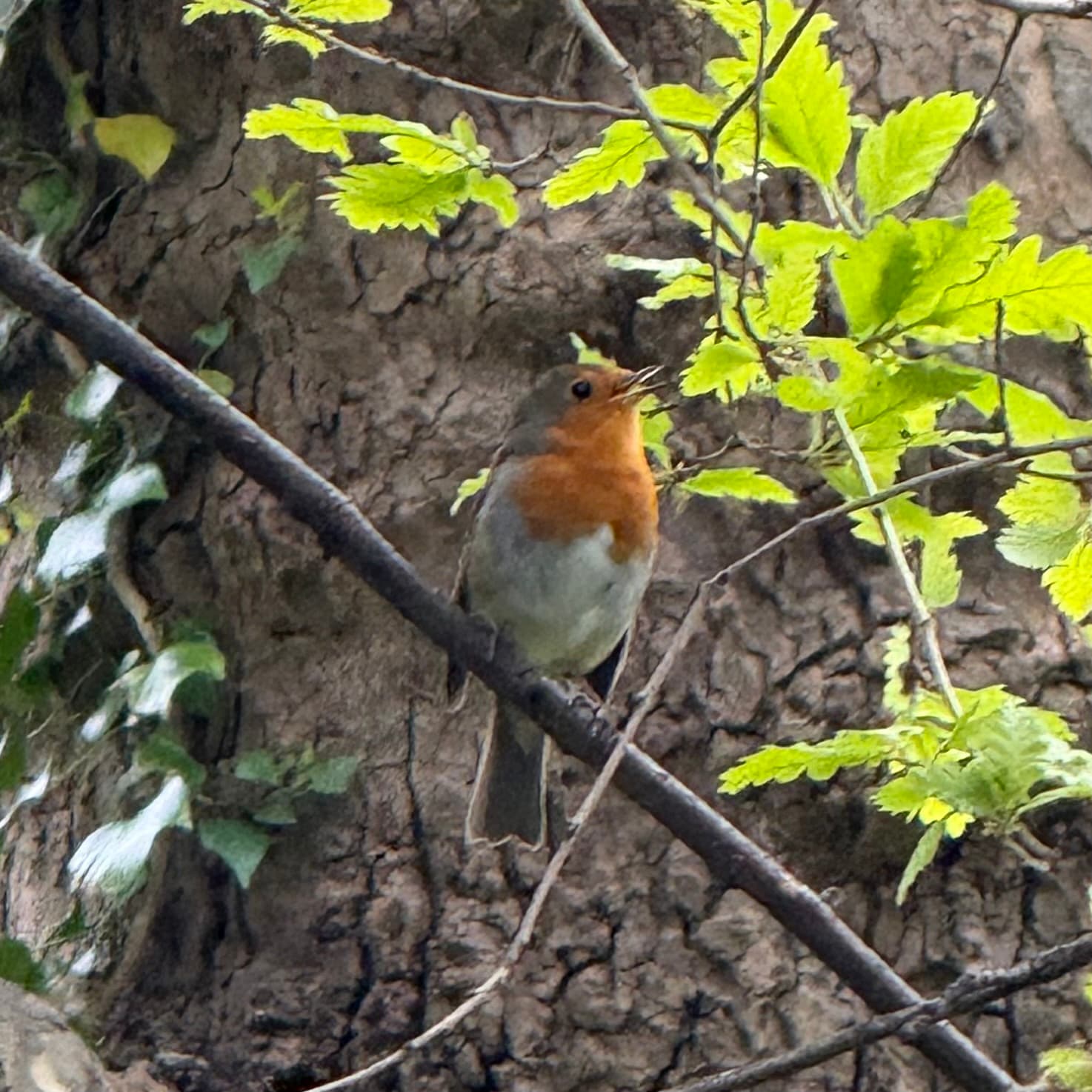 european robin