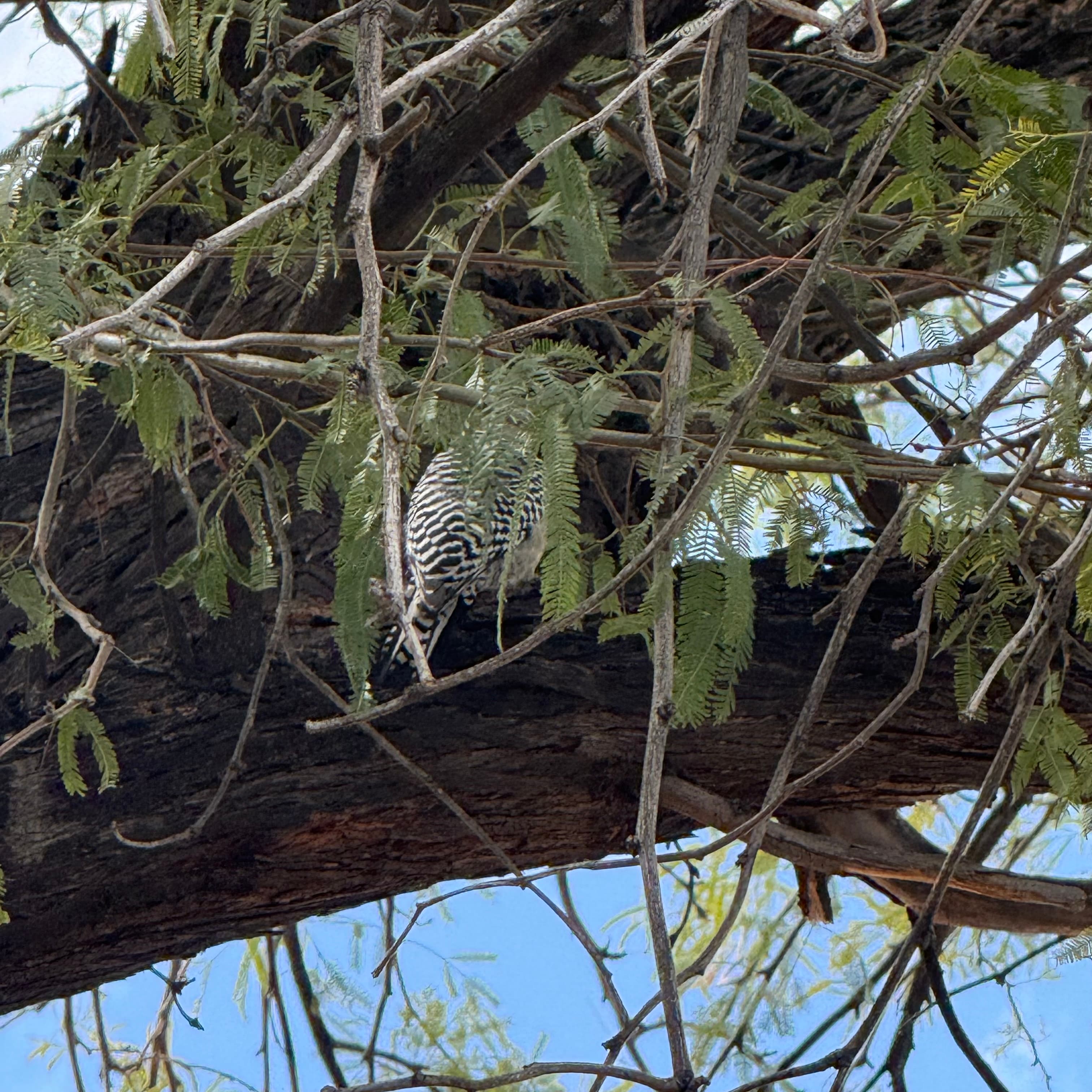 gila woodpecker