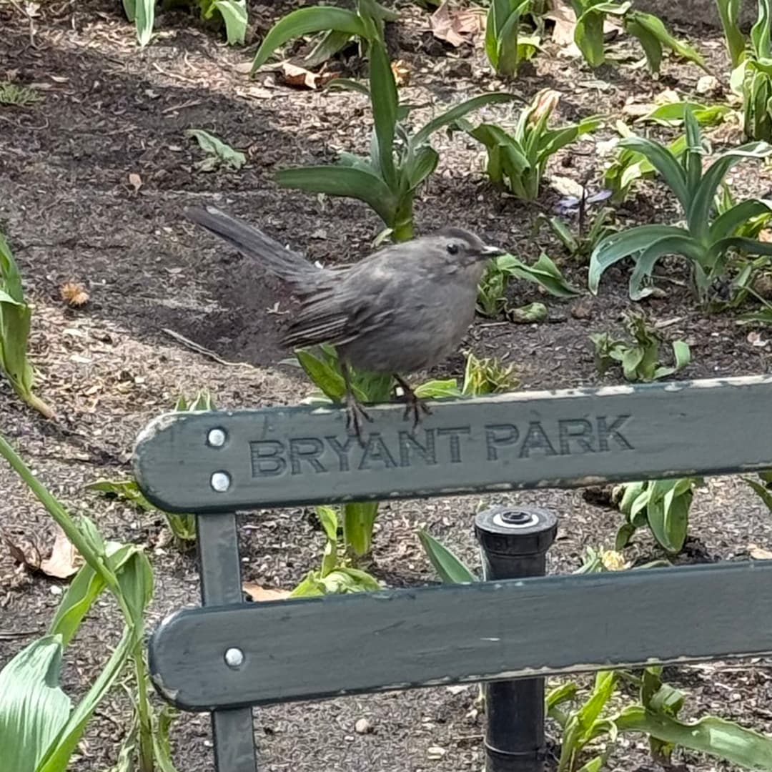 gray catbird