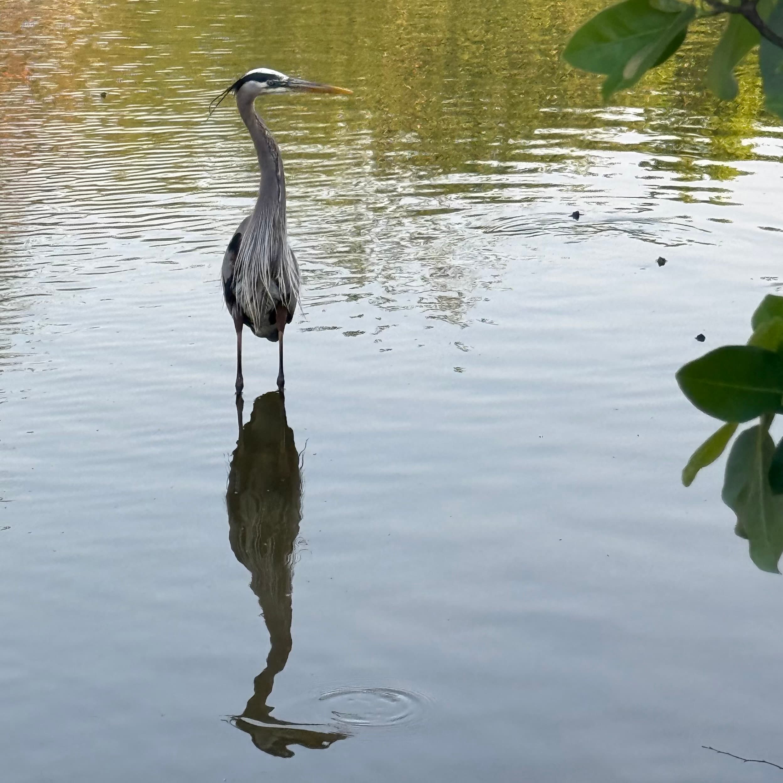 great blue heron