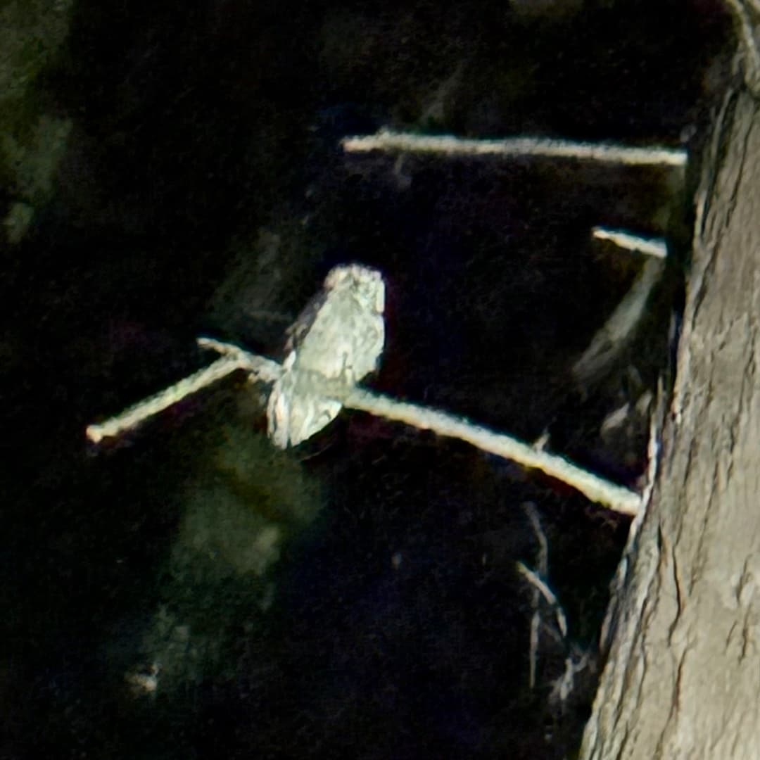 great horned owl