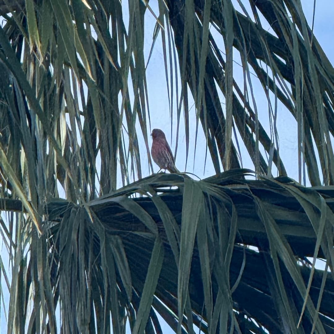 house finch