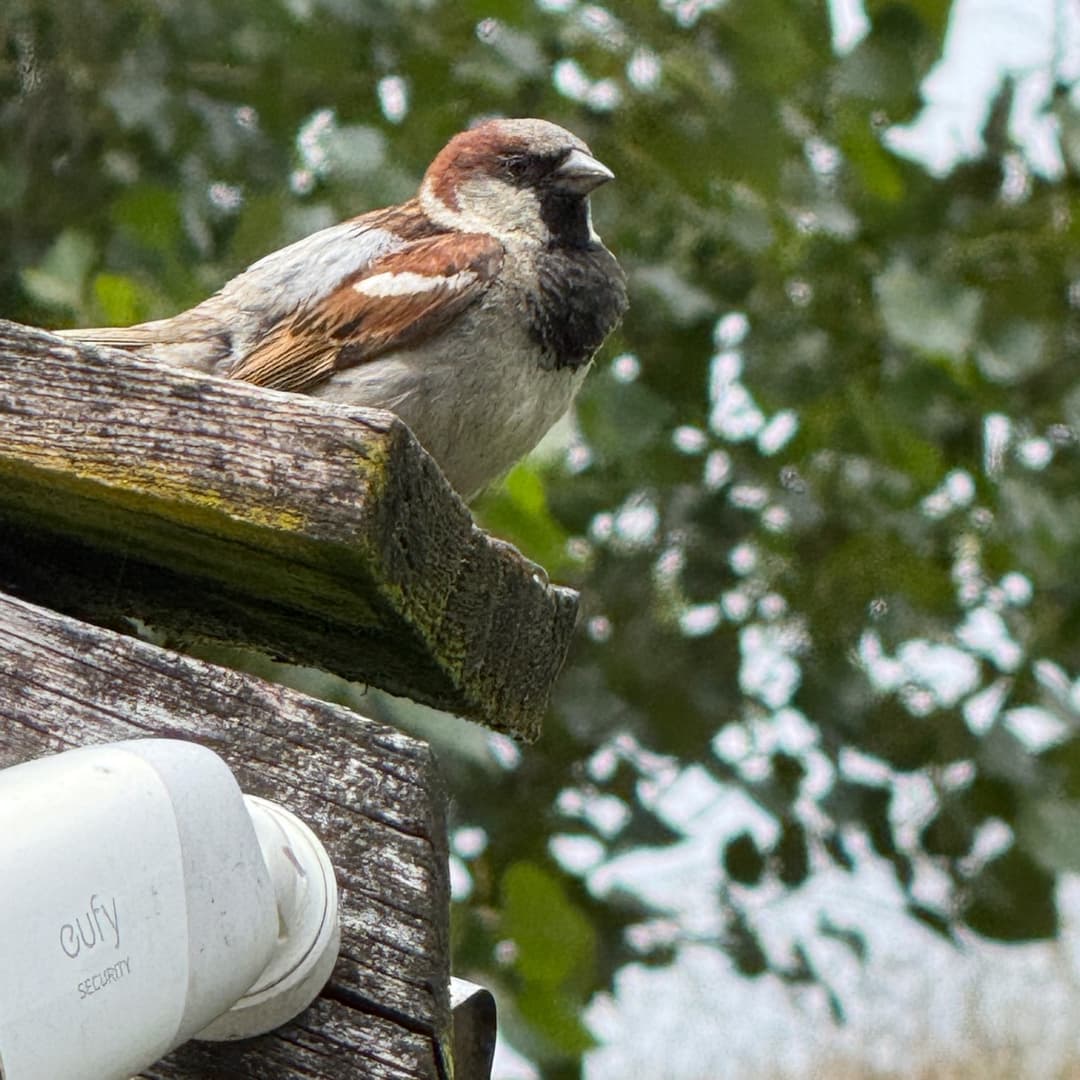 house sparrow