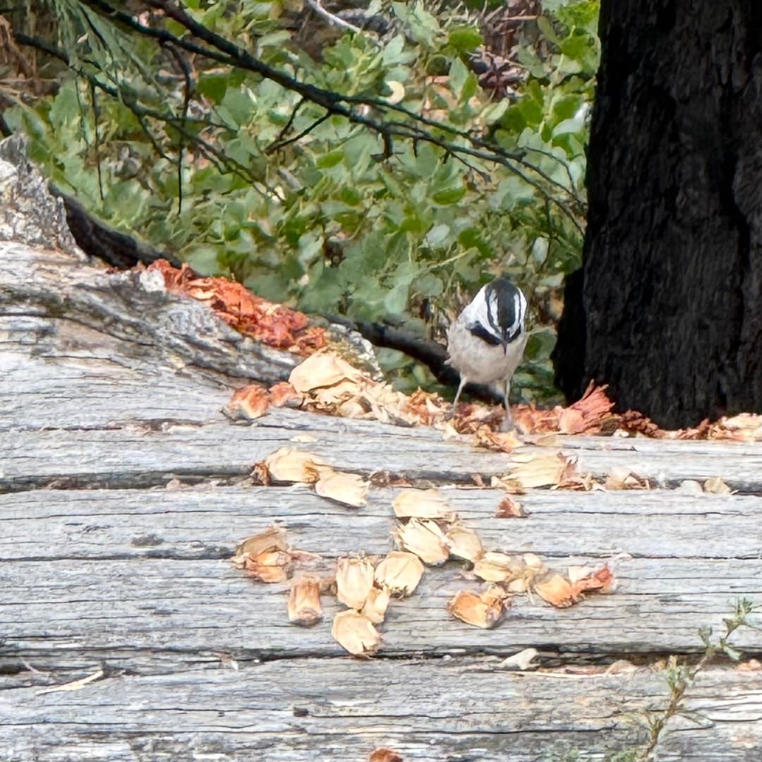 mountain chickadee