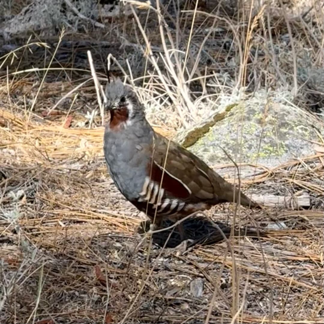 mountain quail