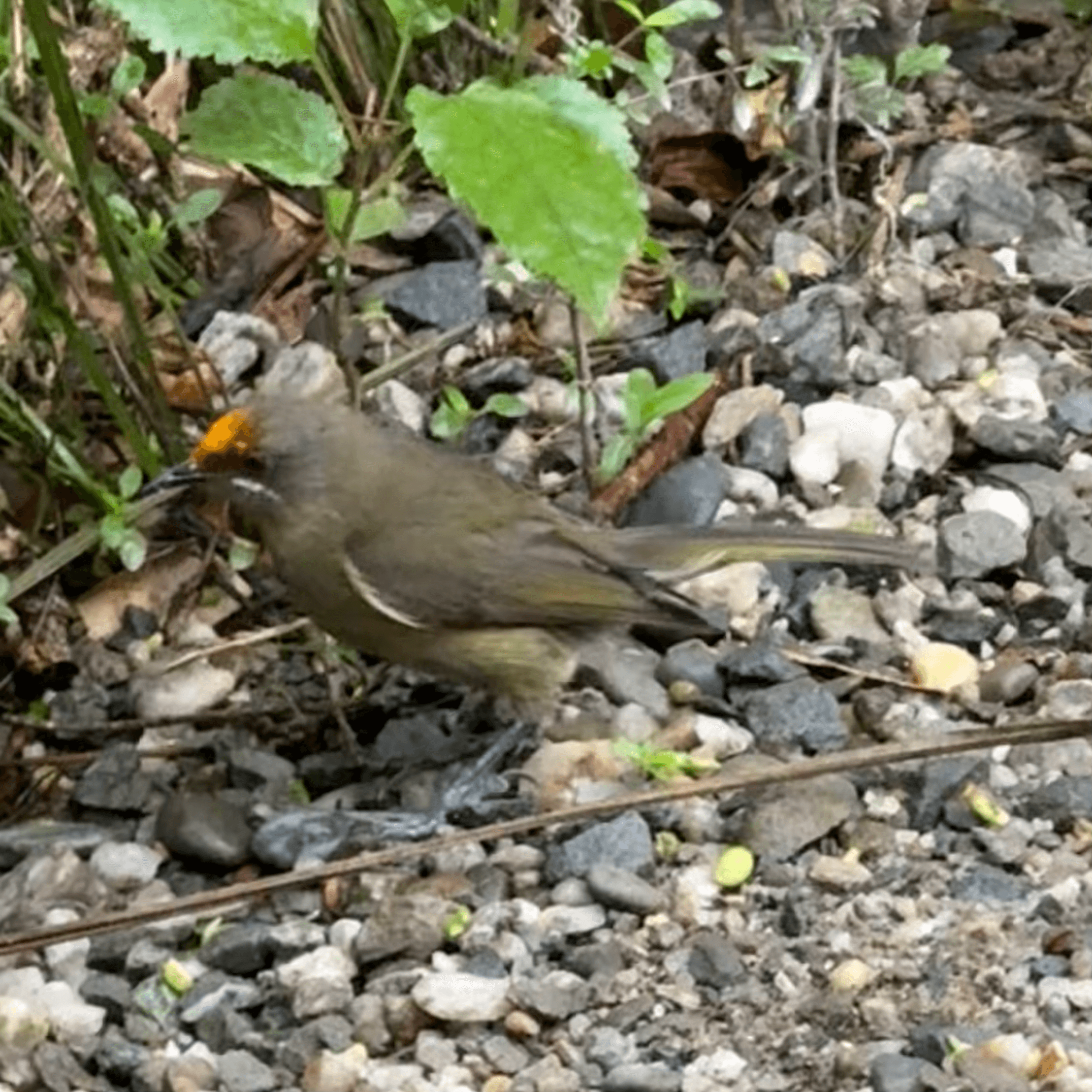 new_zealand_bellbird