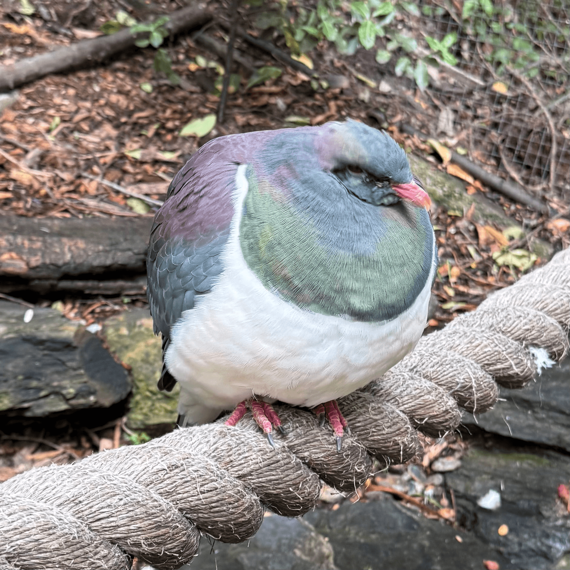 new_zealand_pigeon