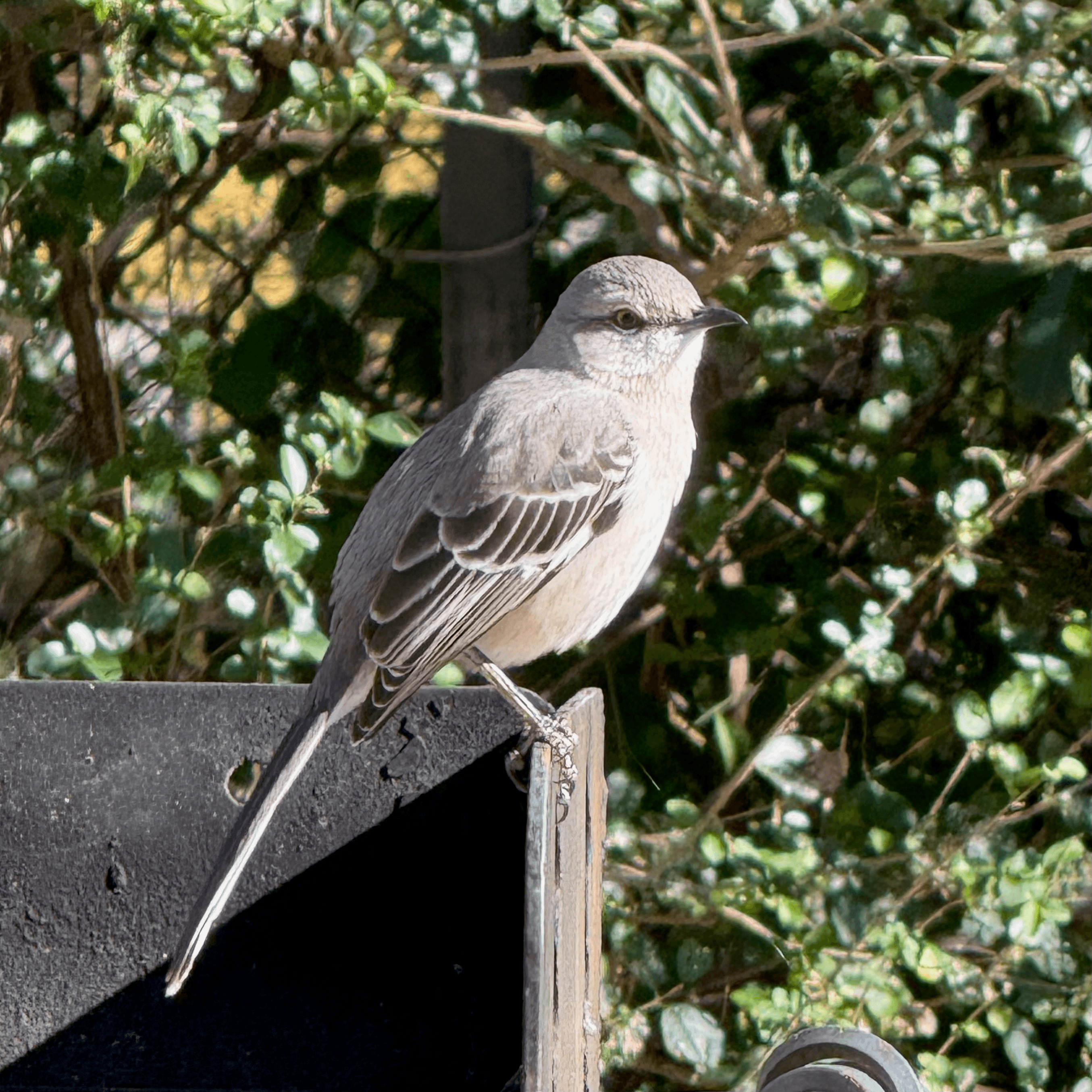 northern mockingbird