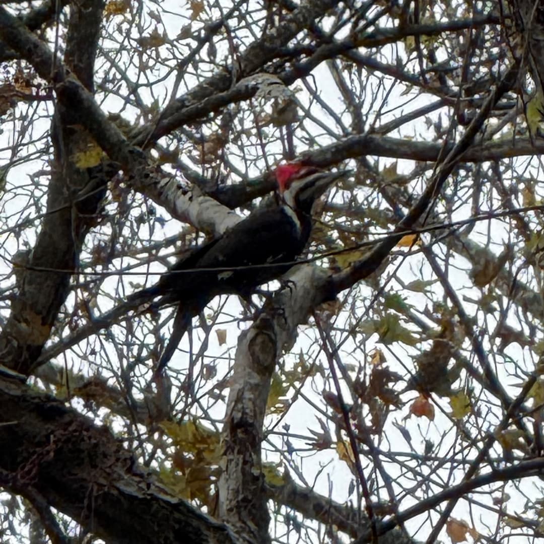 pileated woodpecker