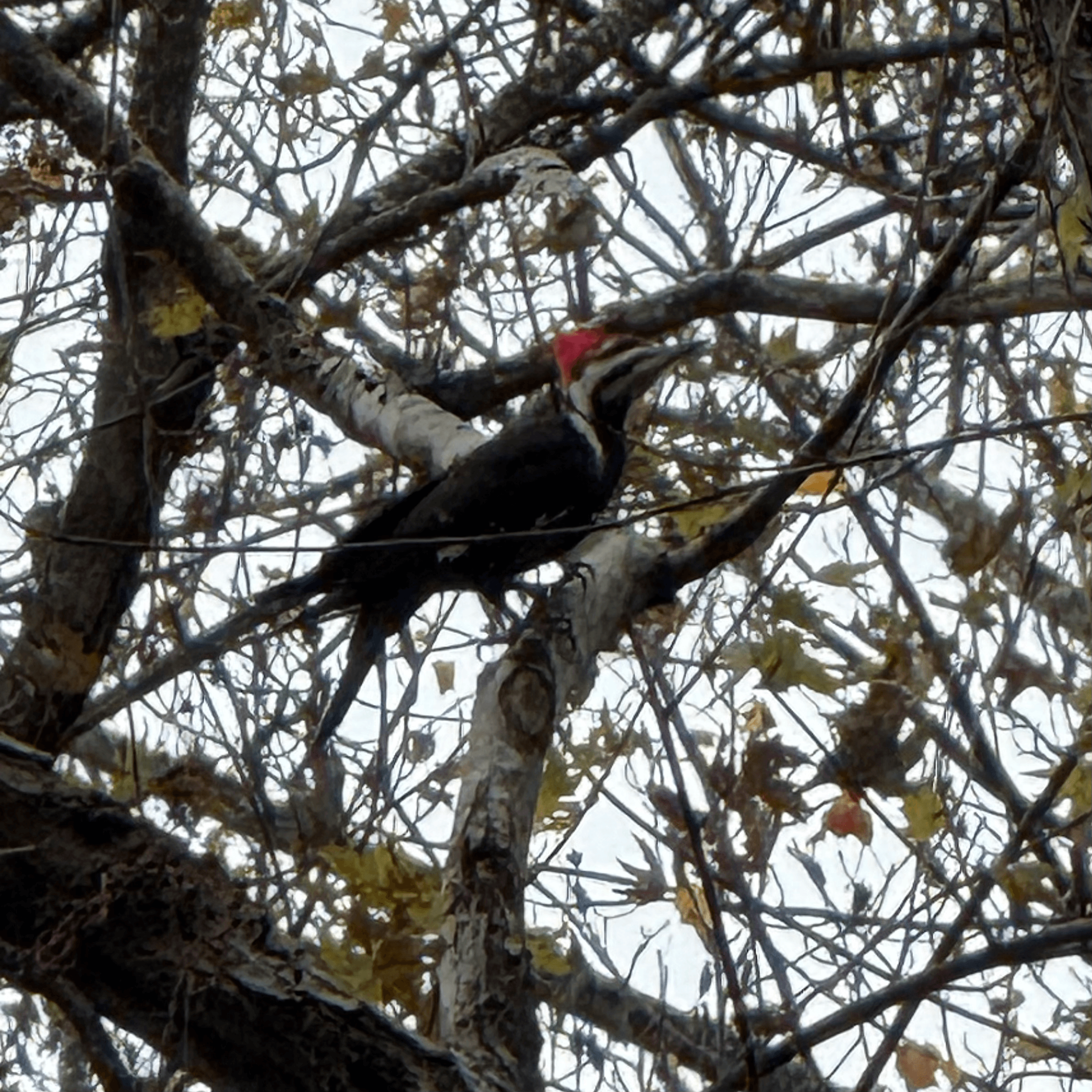 pileated_woodpecker