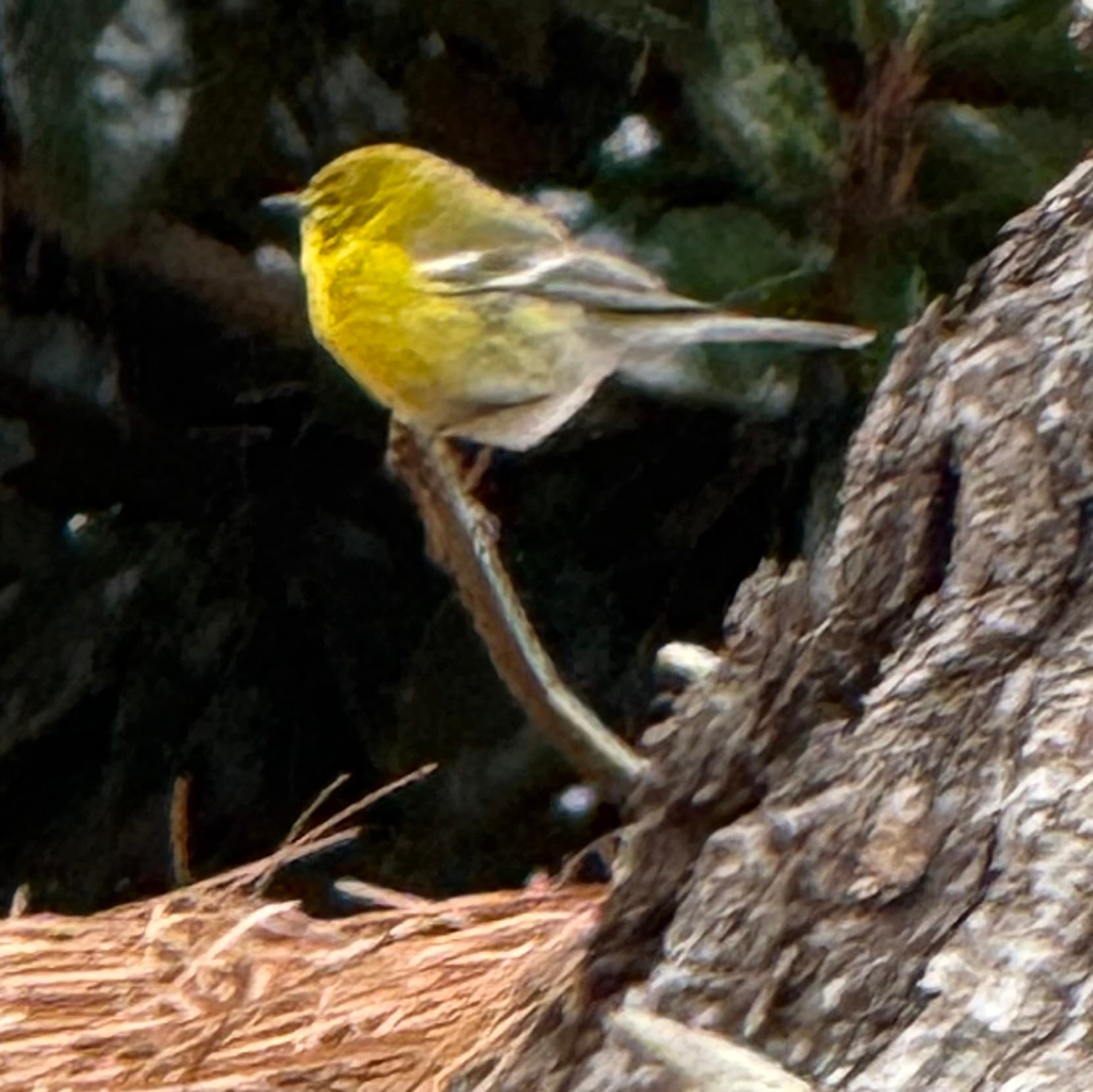 pine warbler