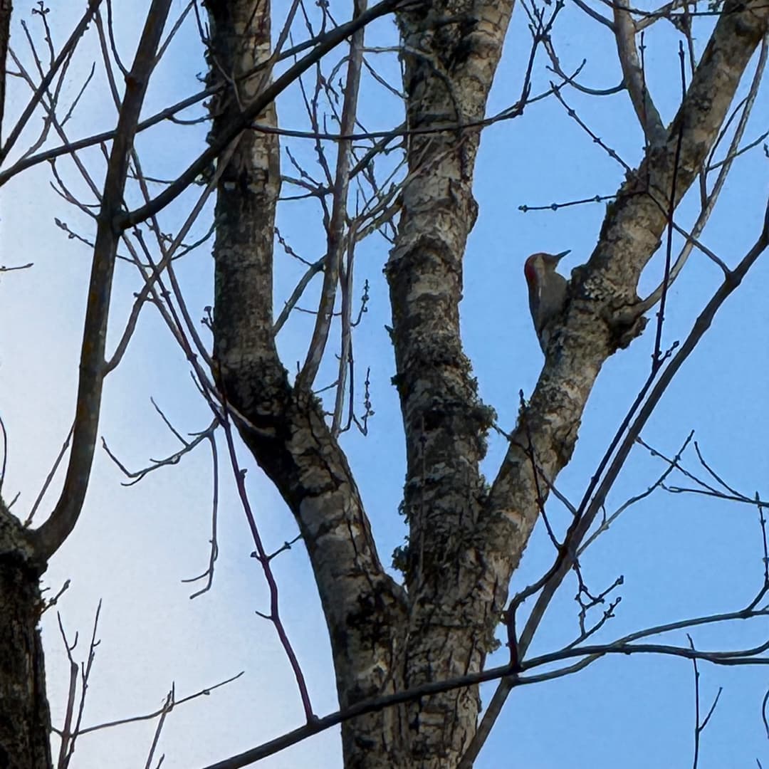 red bellied woodpecker