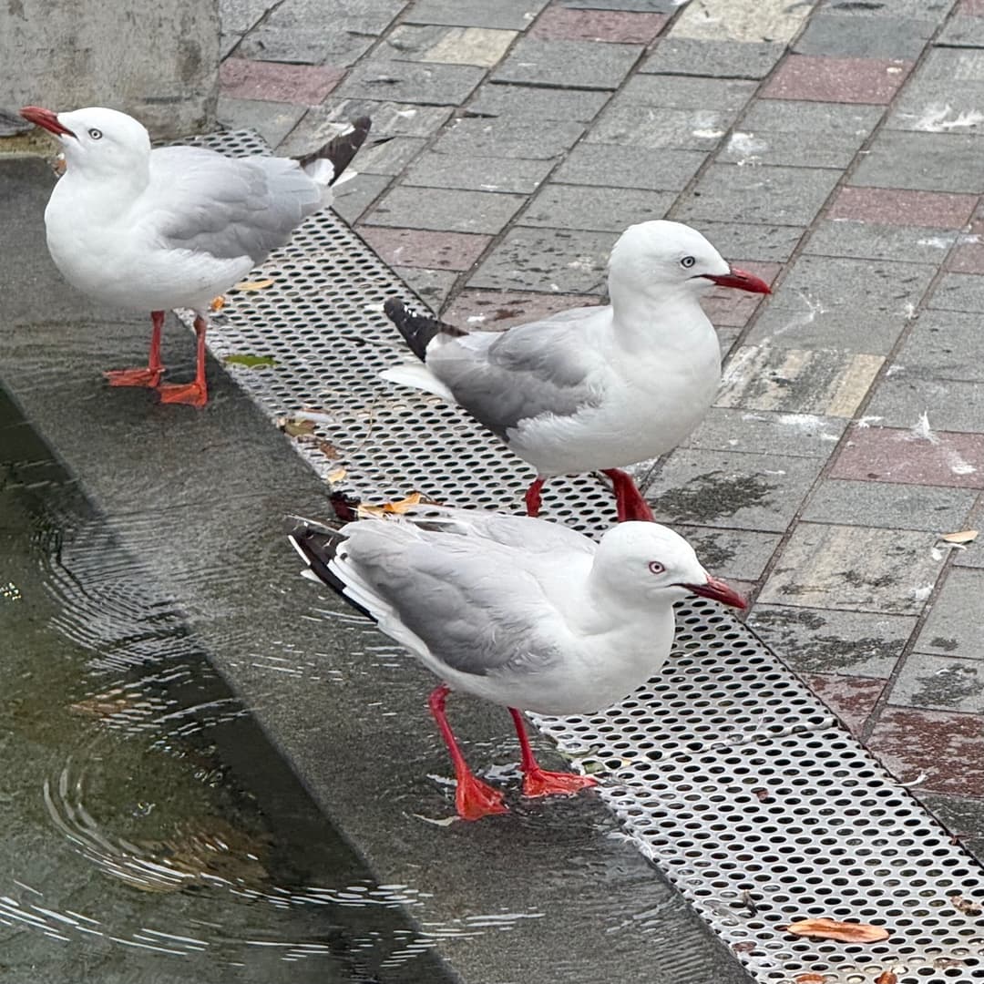 silver gull