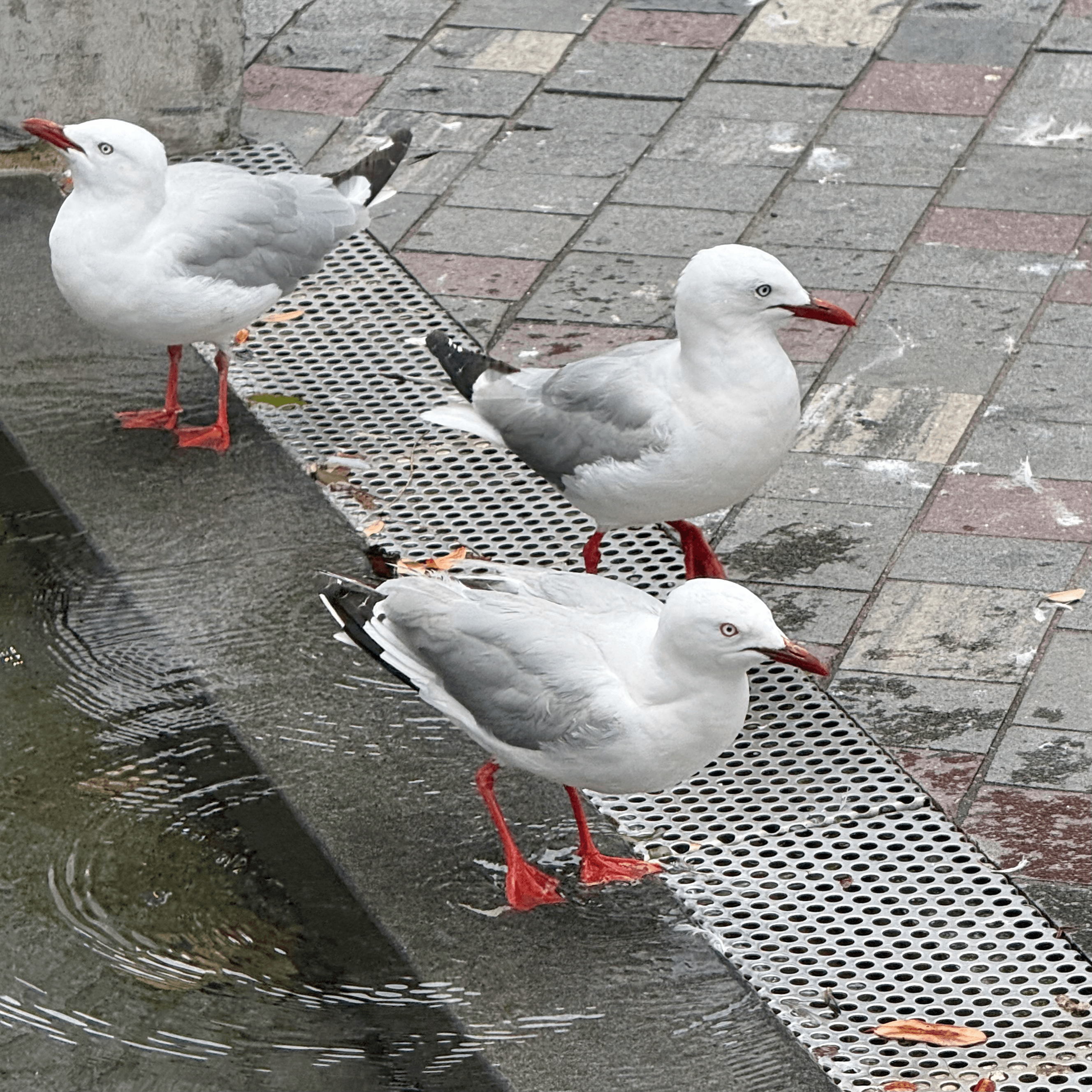 silver_gull