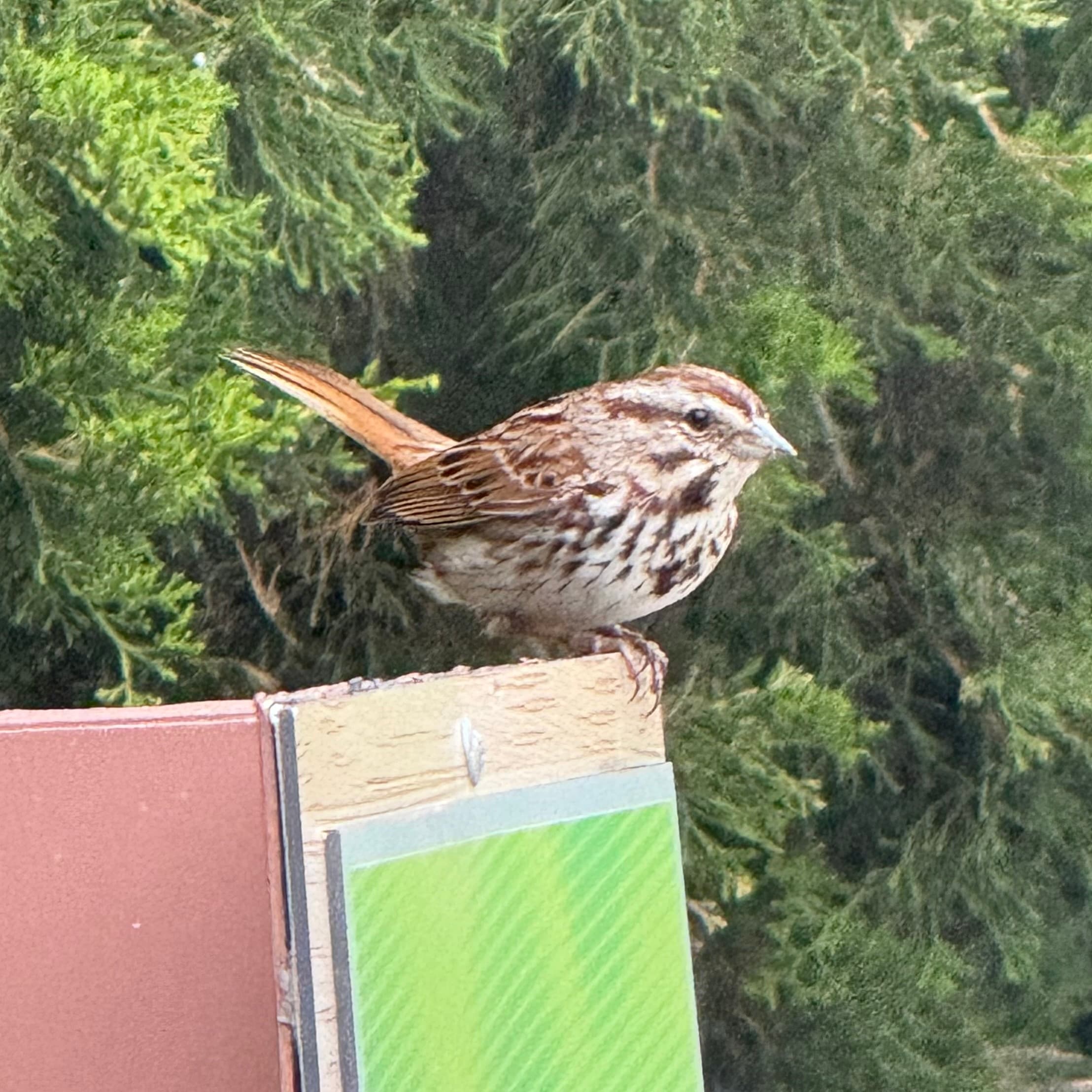 song sparrow