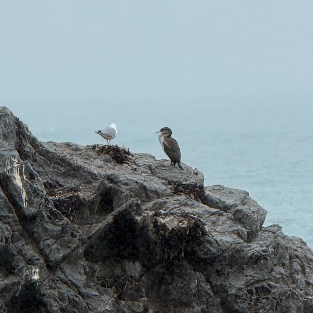 spotted shag