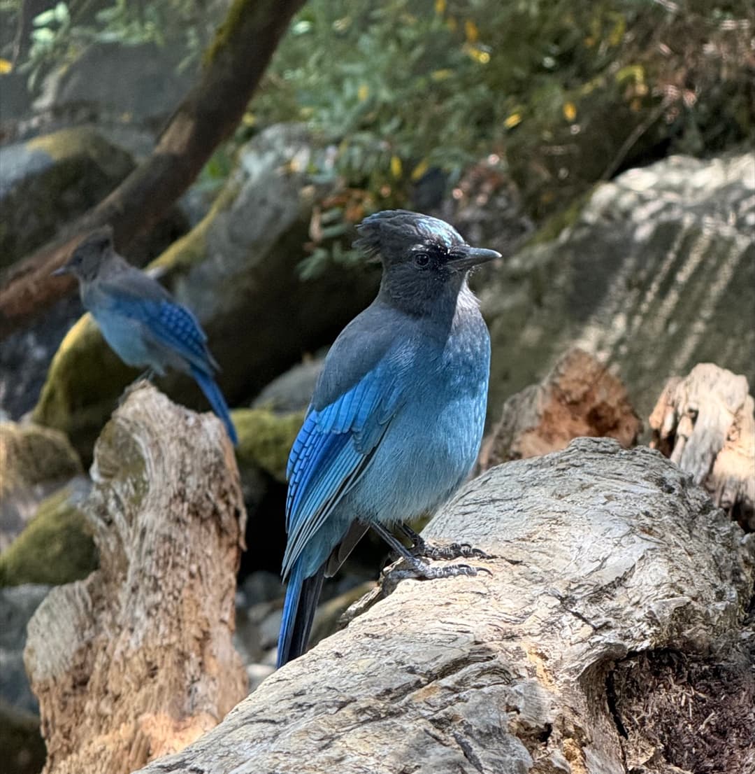 stellars jay