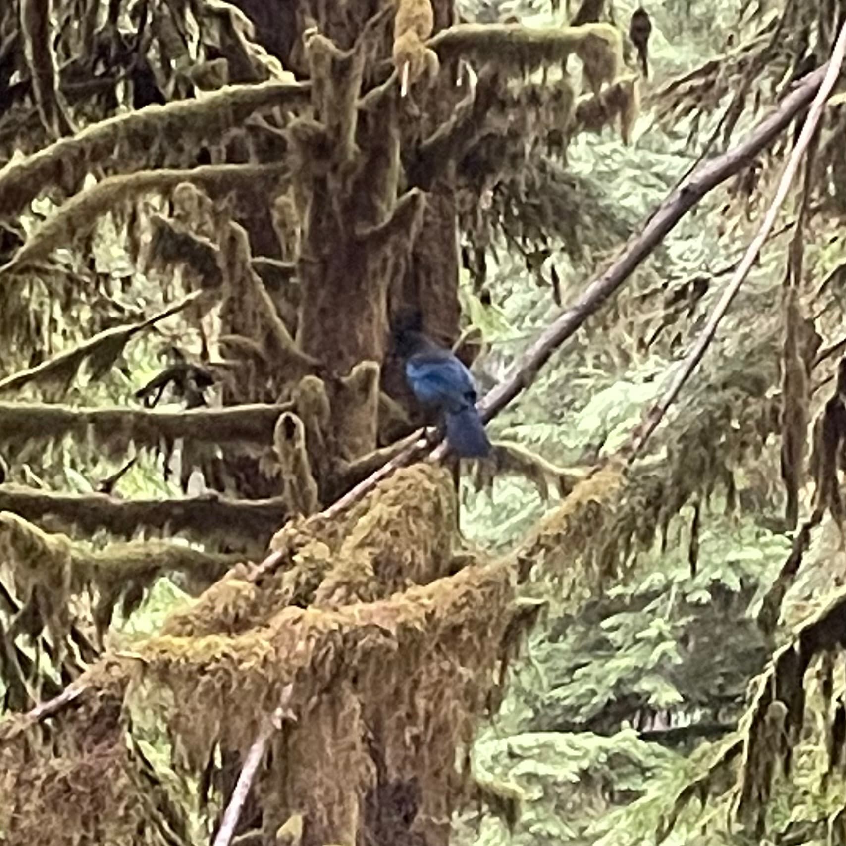 stellars jay
