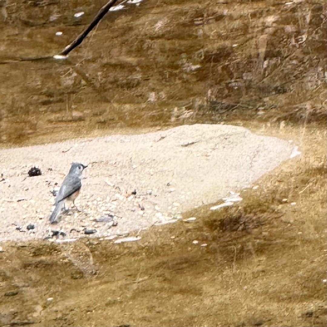 tufted titmouse