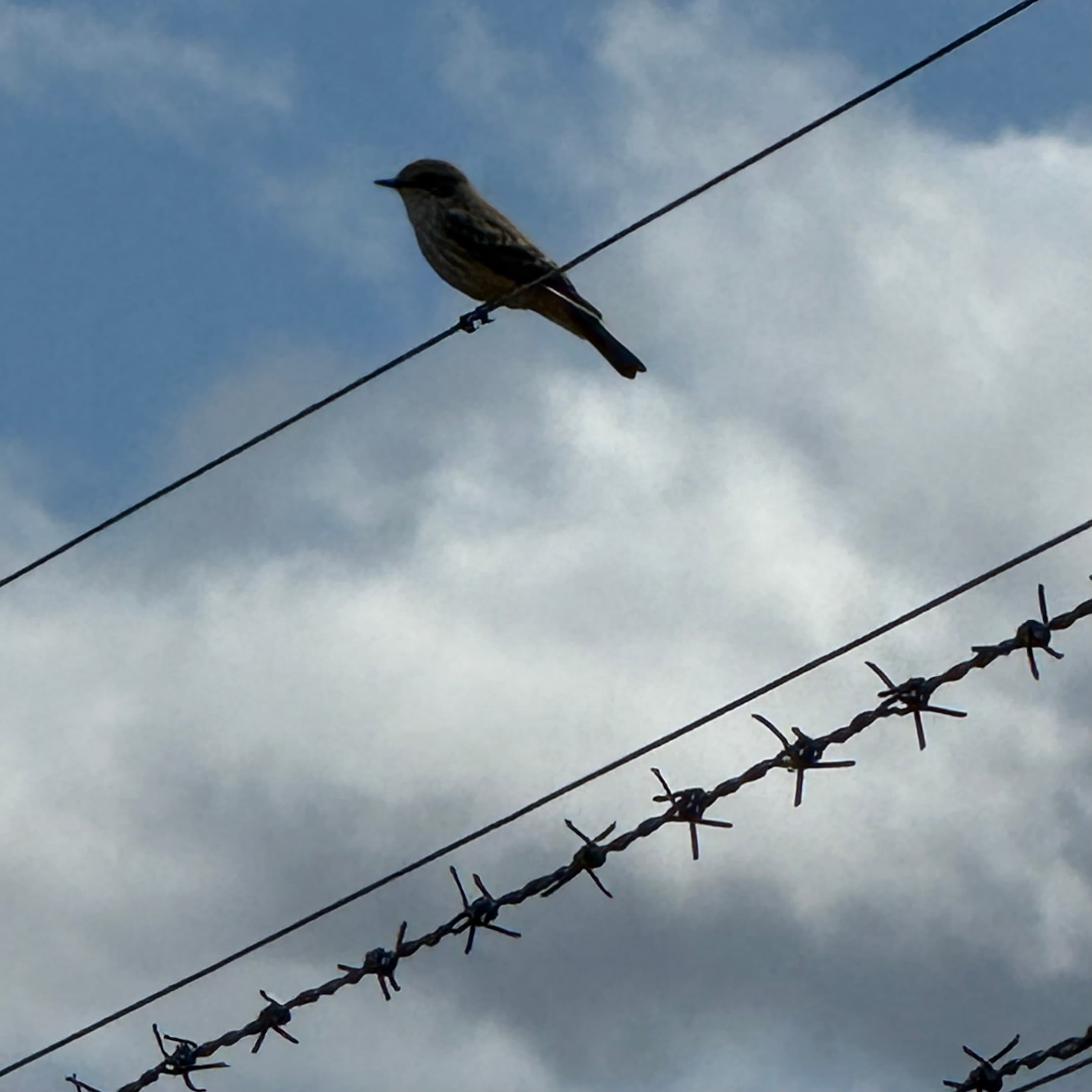 vermillion flycatcher