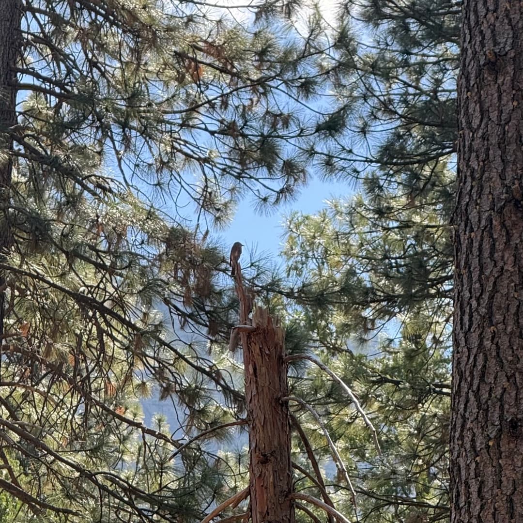 western wood pewee