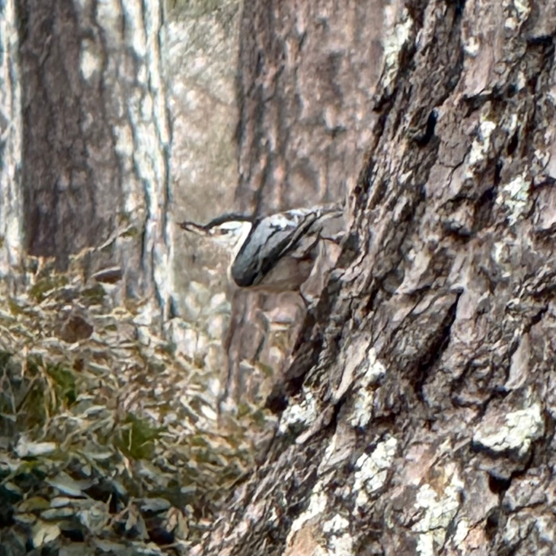 white breasted nuthatch
